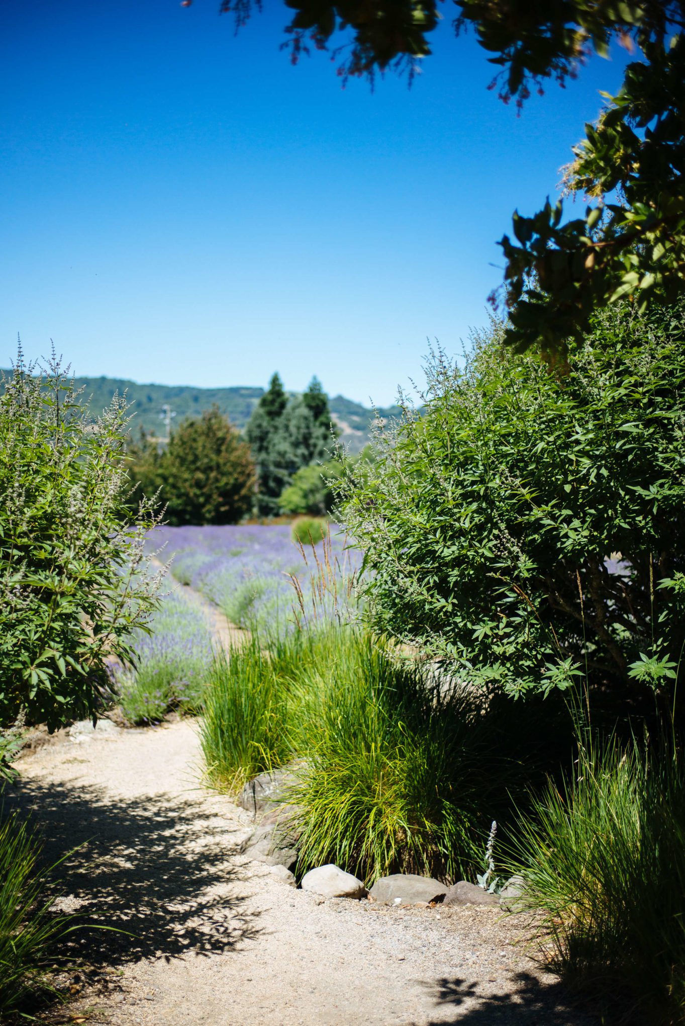 Peeking at the lavender fields at manzanita in santa rosa sonoma, The Taste Edit