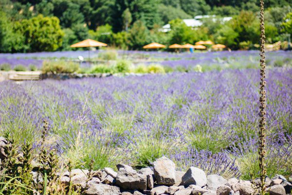 The lavender fields at manzanita in santa rosa sonoma is the perfect day trip from San Francisco - The Taste Edit
