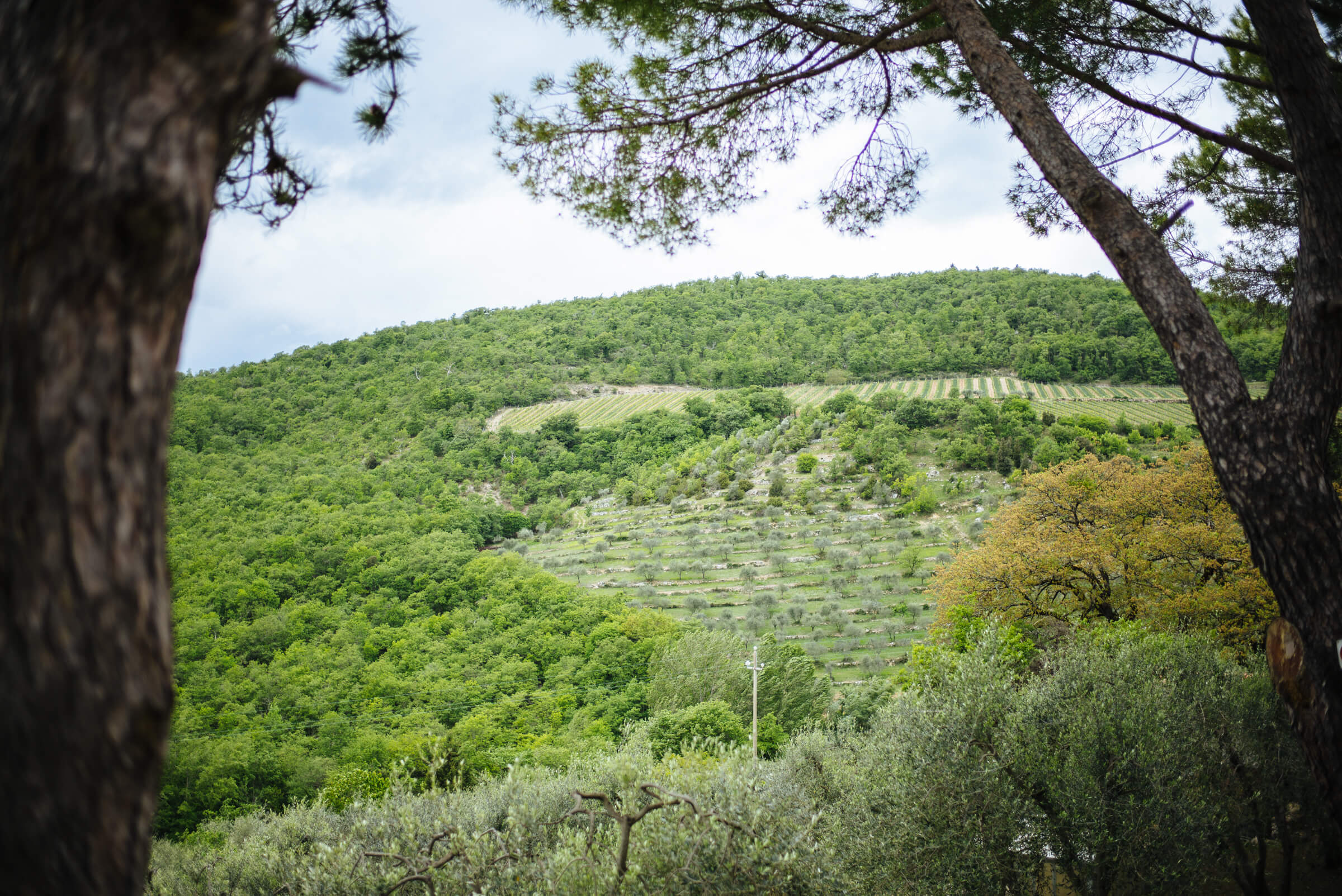 monteraponi winery in Chianti, Tuscany