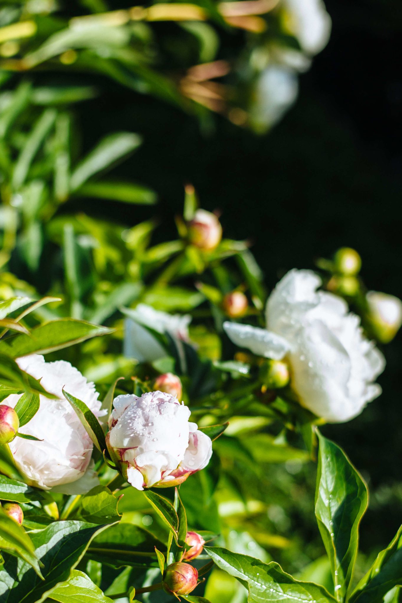 Peonies and Iris are in Villa la Massa has lush gardens on the property, Florence, Italy, The Taste Edit