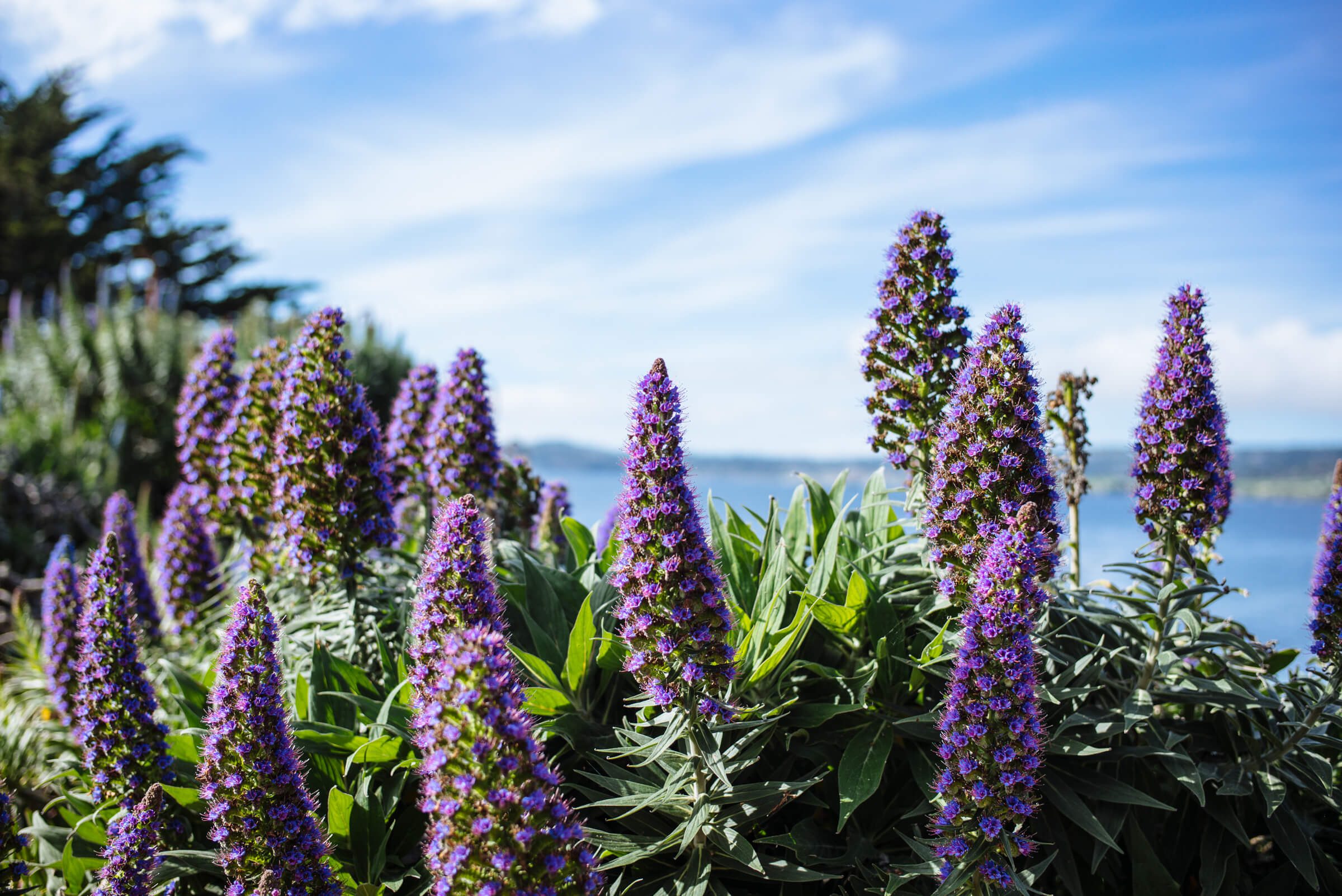 Weekend Guide to Carmel from The Taste Edit
