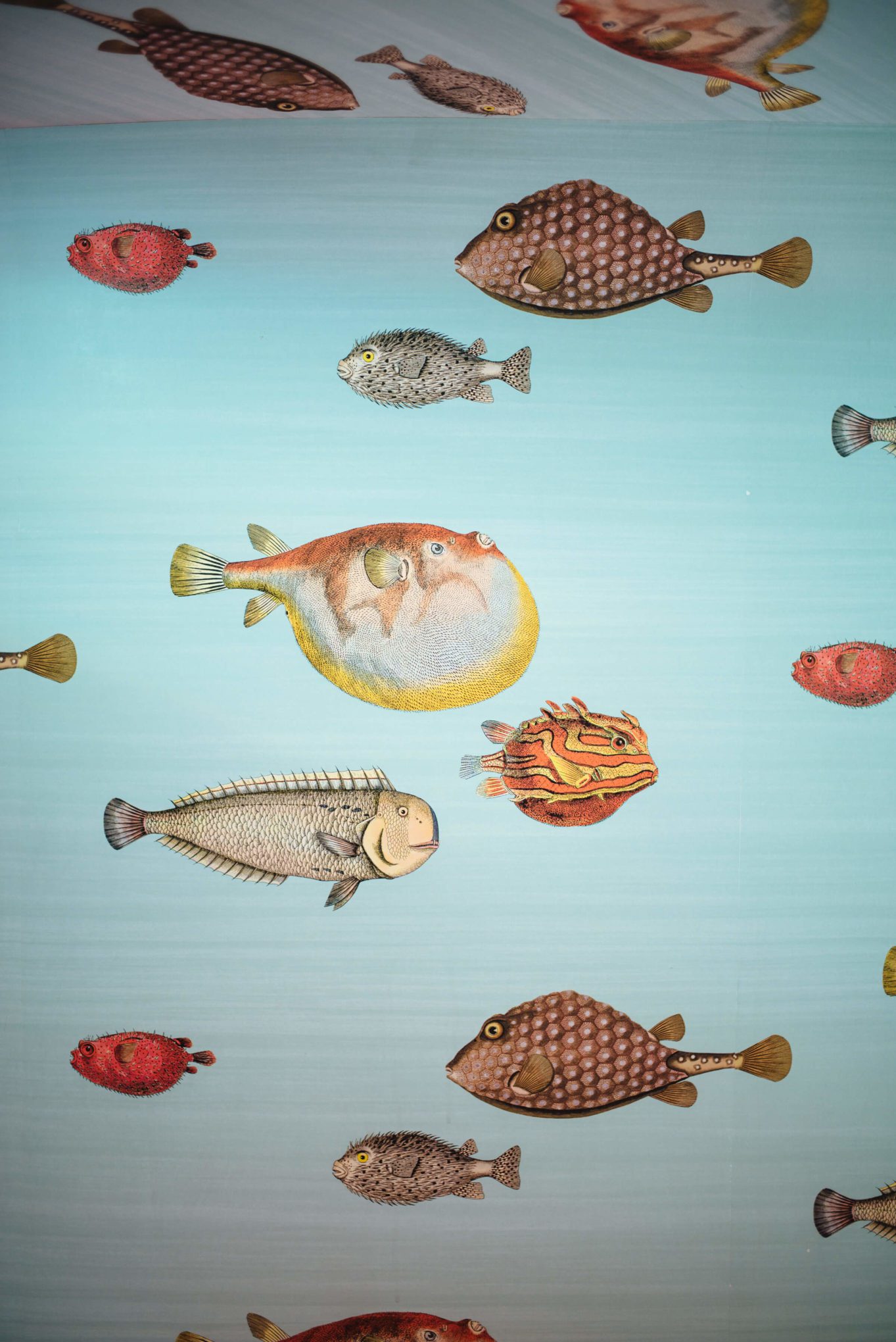 Fish Wallpaper inspired by Capri for the bathroom at Isaia San Francisco Store, Neapolitan Isaia suits in the historic VC Morris Frank Lloyd Wright San Francisco, The Taste Edit