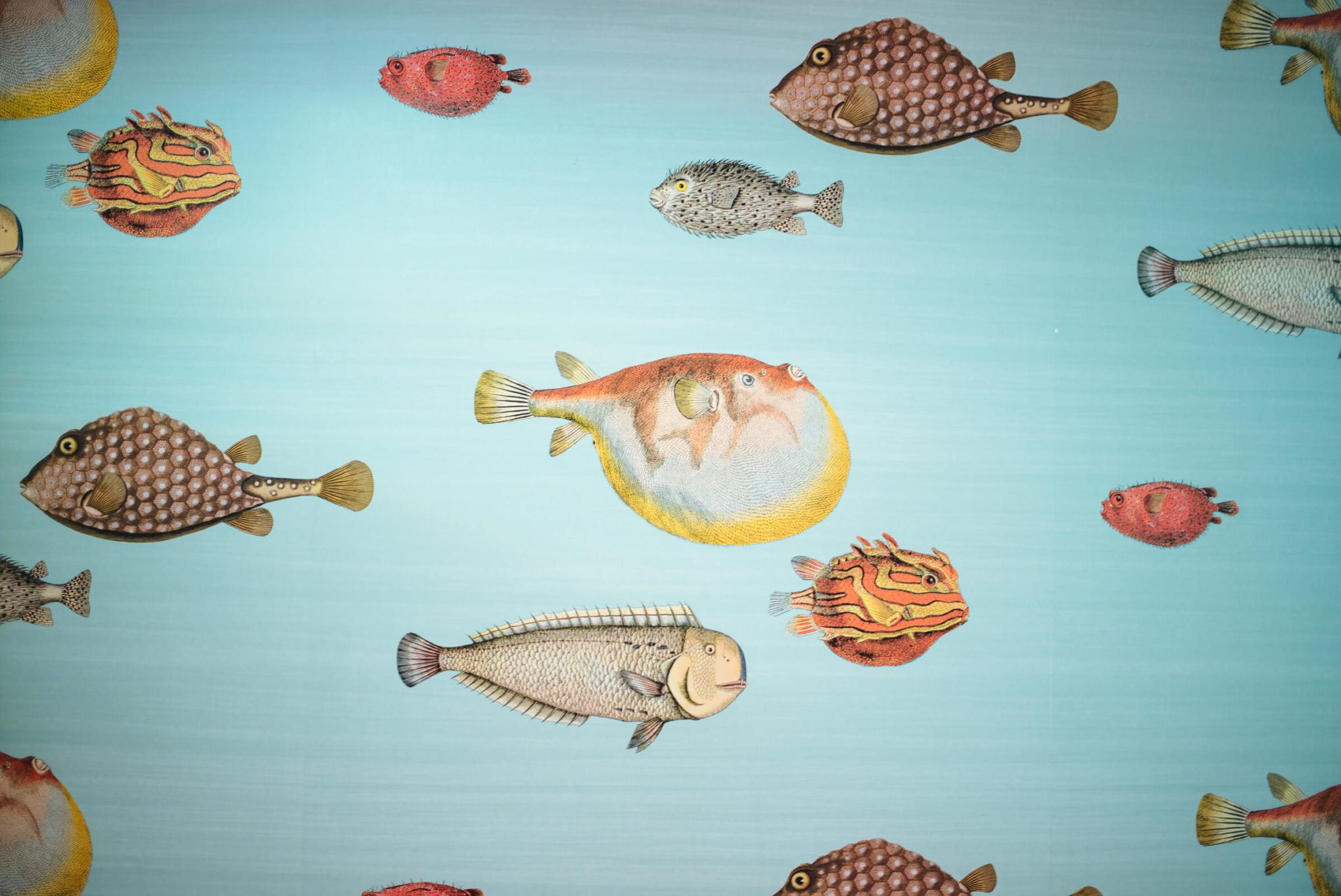 Underwater Fish Wallpaper inspired by Capri for the bathroom at Isaia San Francisco Store, Neapolitan Isaia suits in the historic VC Morris Frank Lloyd Wright San Francisco, The Taste Edit