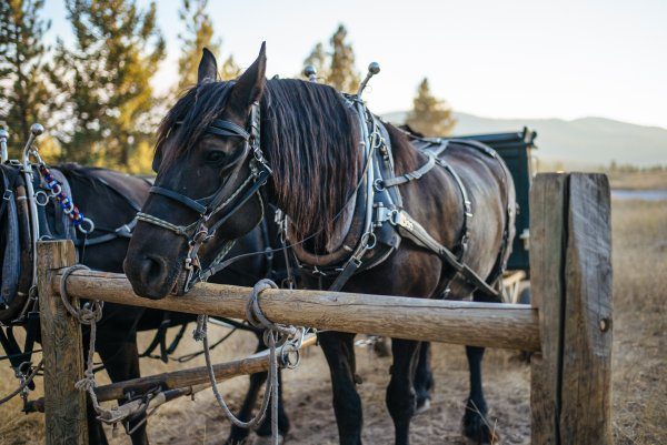 Horses at the Chuck Wagon Dinner, The Resort at Paws Up Montana, The Taste Edit San Francisco