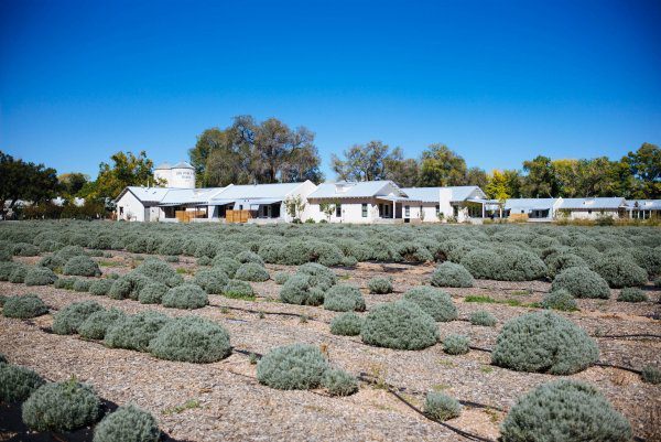 You'll want to Wander through the lavender fields at Los Poblanos Historic Inn and Lavender Farm Albuquerque, The Taste Edit