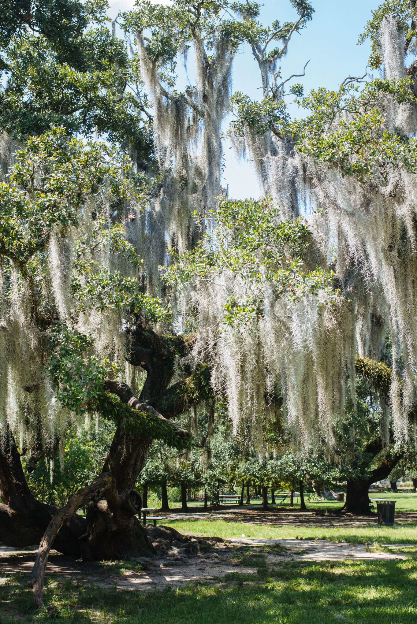 City Park in New Orleans is where Morning Call is in NOLA, The Taste Edit