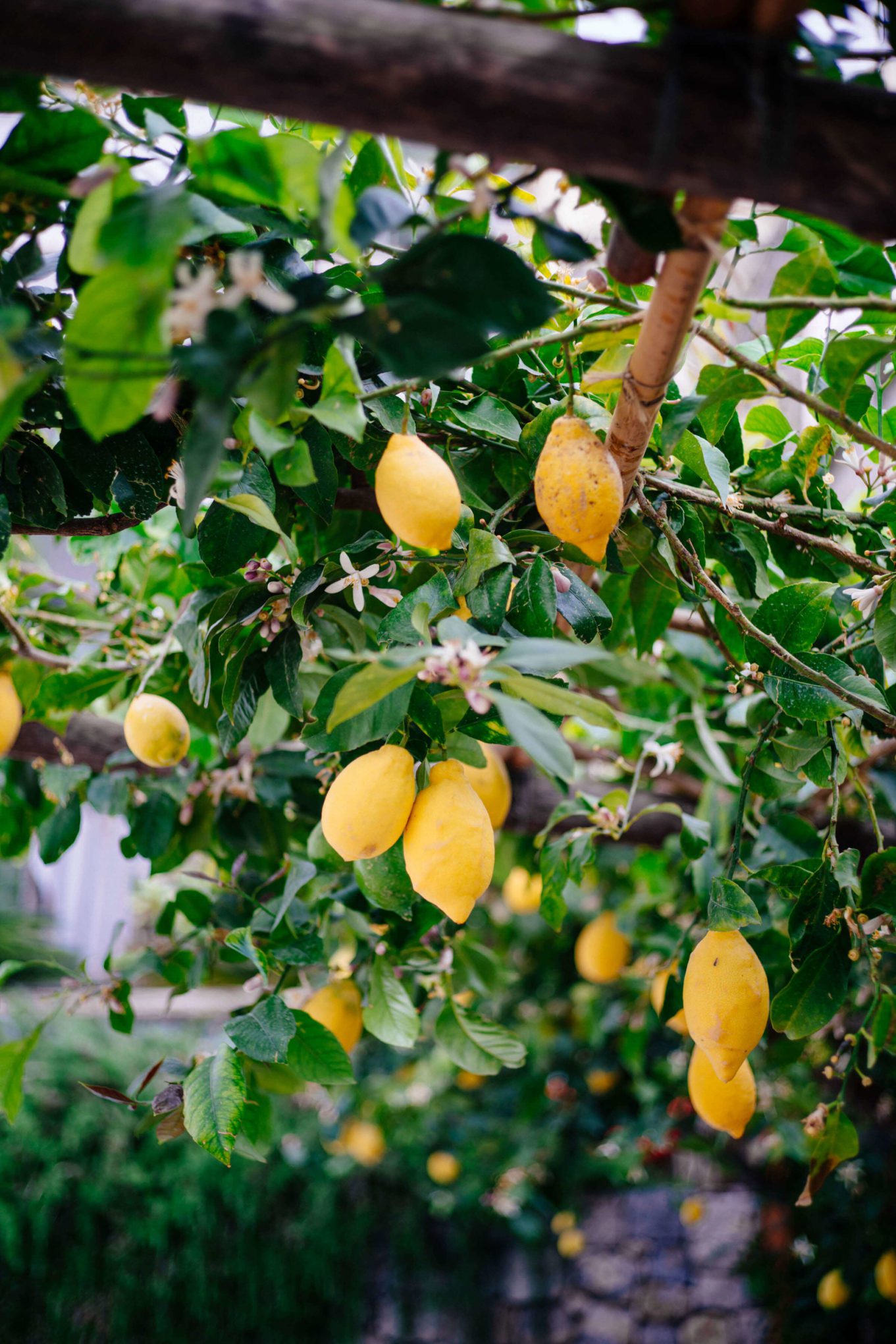 Lemon Trees are everywhere in the Amalfi Coast, The Taste Edit