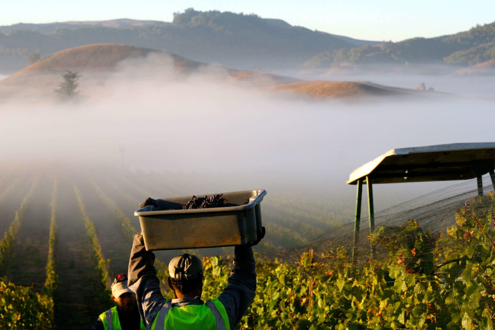 New AVA Petaluma Gap Winegrowers Alliance PGWA