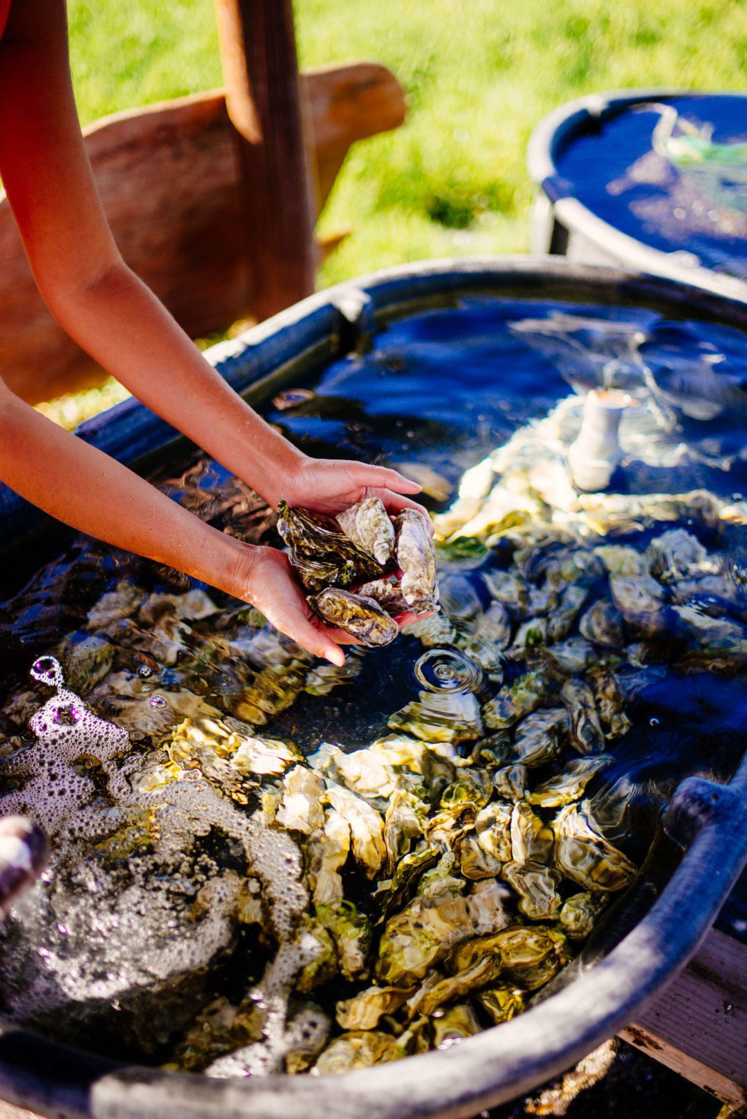Raising Oysters in Hawaii The Taste Edit