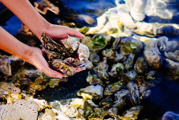 One of the only hotels in the United States who is raising their own oysters is the Four Seasons Hualalai to serve at their restaurants in Kona Hawaii, The Taste Edit