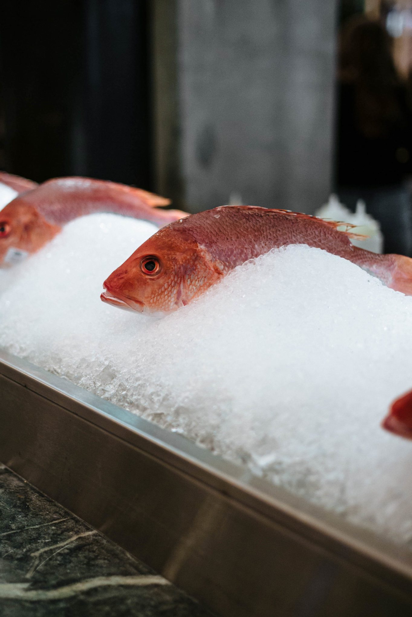 ATX Cocina the best Modern Mexican Austin restaurant is colorful and fun with fish displayed in the chefs counter