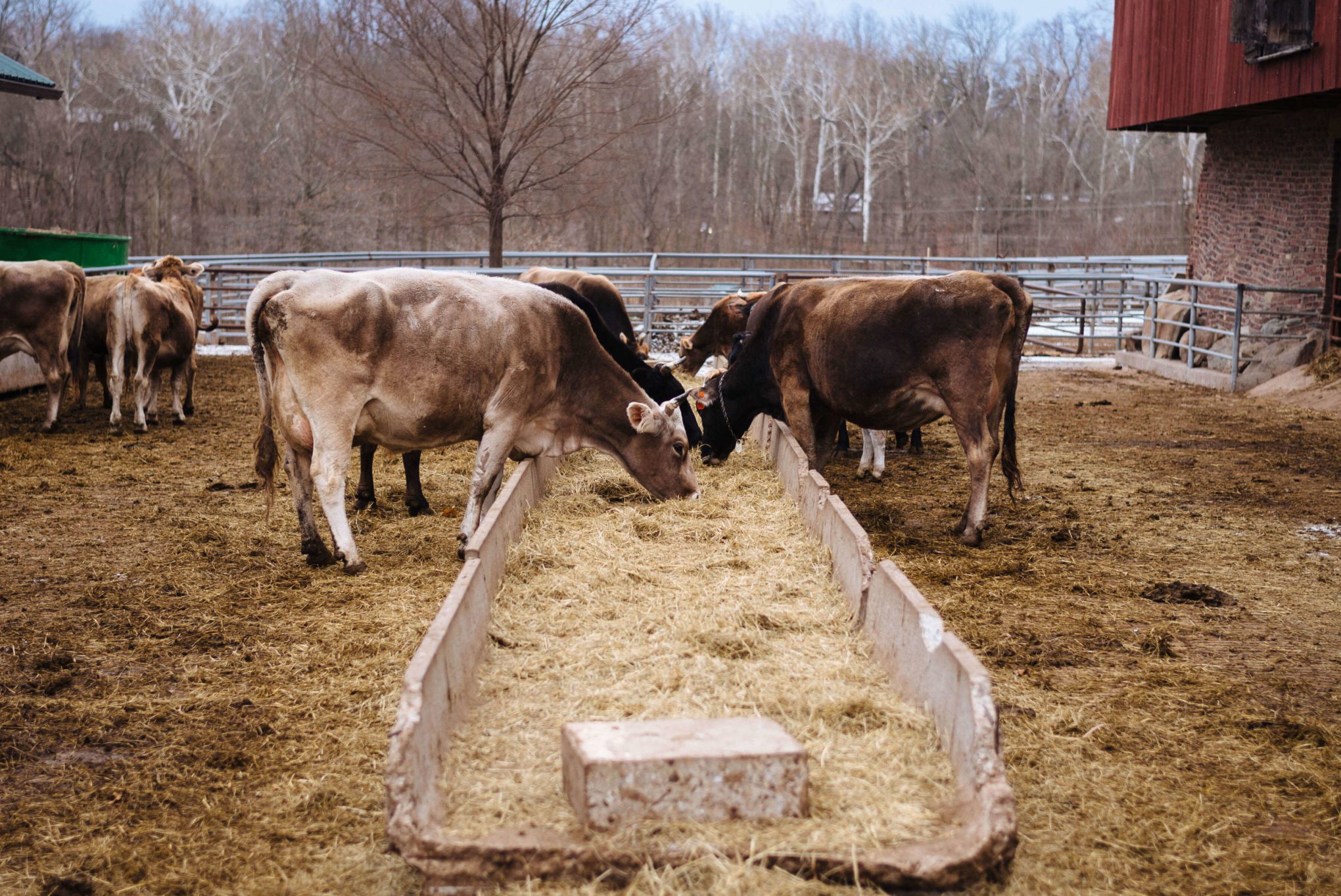 Visit Traders Point Creamery for amazing cheese, milk, yogurt, and adorable cows when visiting Indianapolis, The Taste Edit