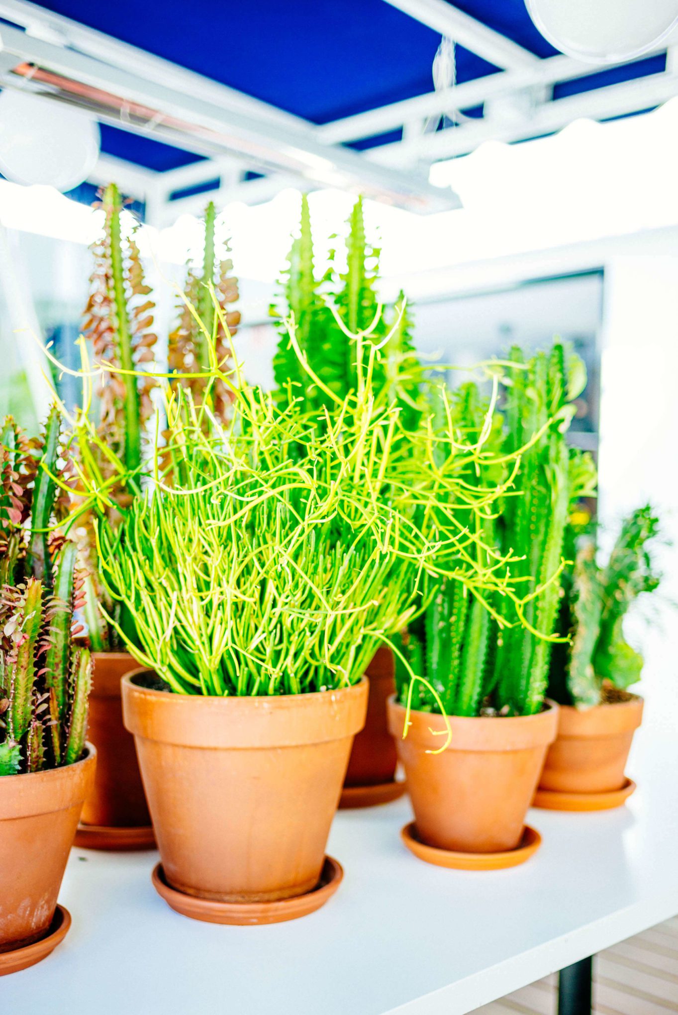 Cactuses and bright plants at Holiday House in Palm Springs is an adorable hotel in the heart of downtown, The Taste Edit