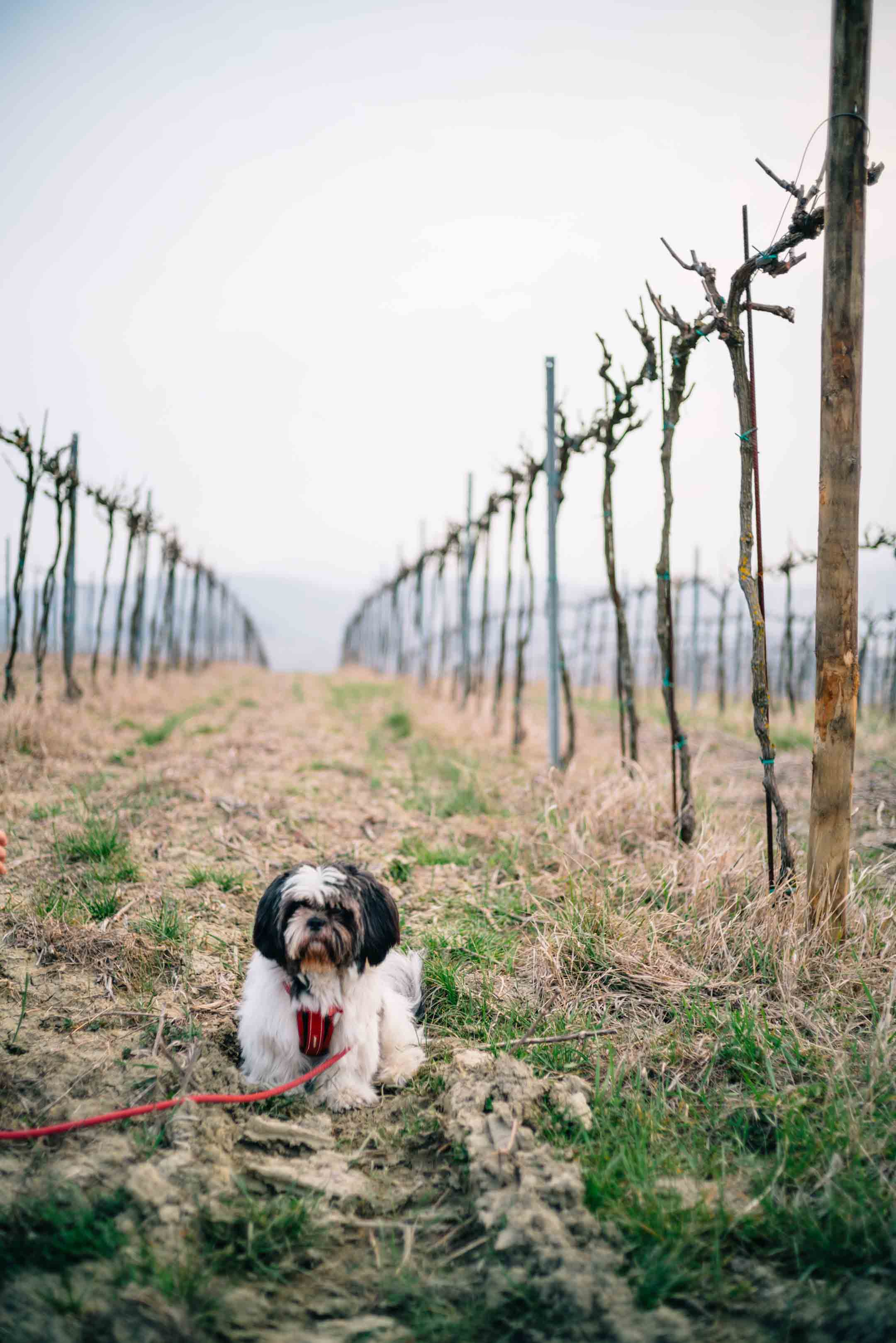 Alfio from Biondivino tours the vineyards. The Taste Edit, culinary photographers, recommends visiting this magical winery in northern Italy. Castello di Stefanago is near the town of Pavia in Lombardy. Winemaker and owner Giacomo Baruffaldi gives us a tour of the winery where they make Baruffaldi natural wines.