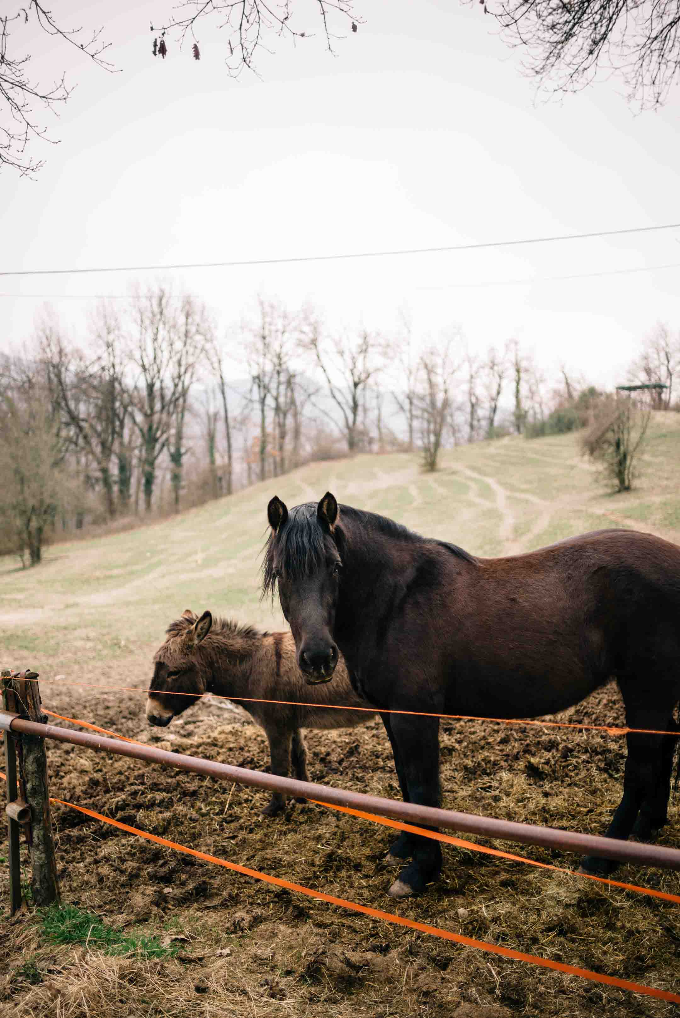 The Taste Edit, culinary photographers, recommends visiting this magical winery in northern Italy. Castello di Stefanago is near the town of Pavia in Lombardy. Winemaker and owner Giacomo Baruffaldi gives us a tour of the winery where they make Baruffaldi natural wines. Horses in the countryside.