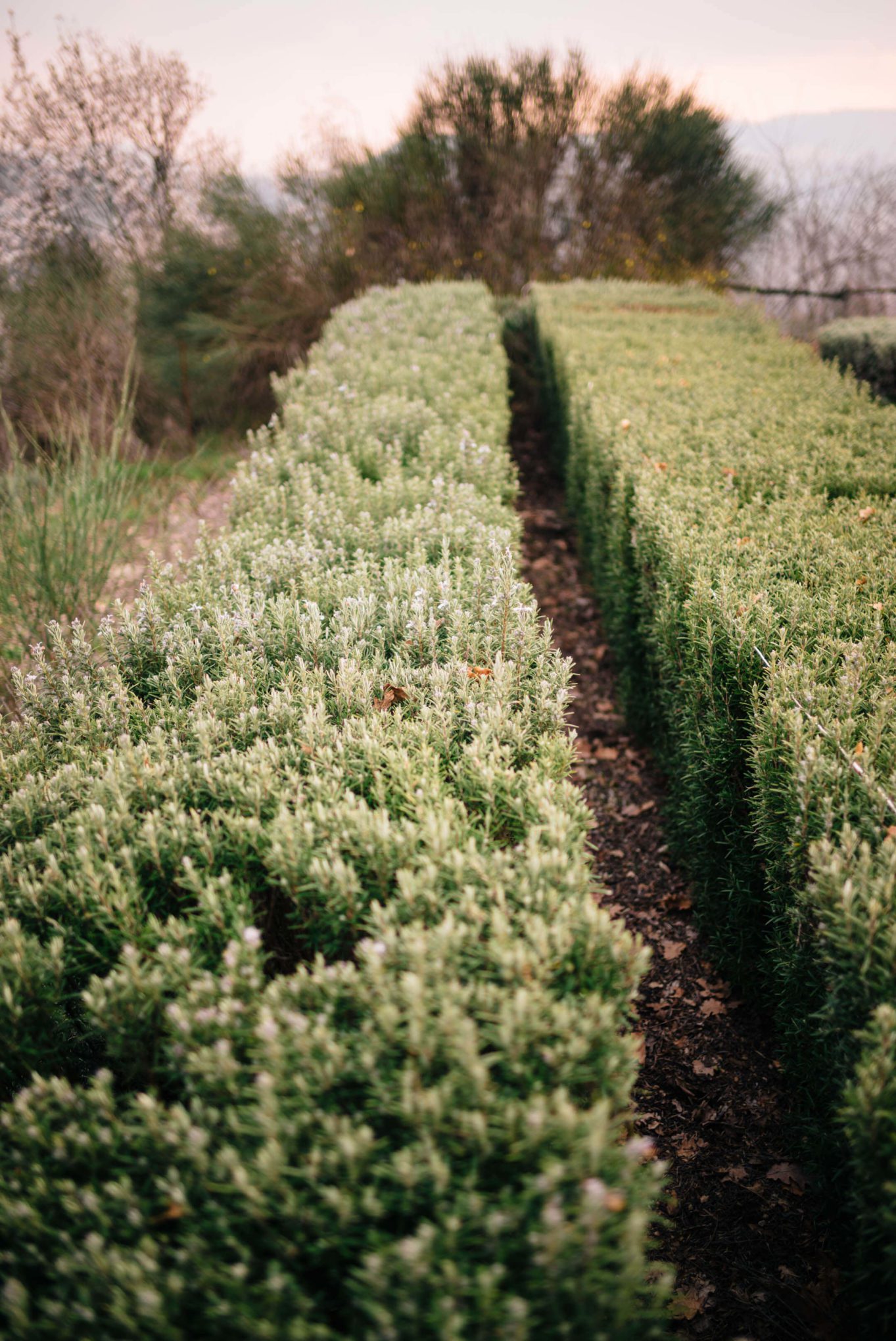 The Taste Edit, culinary photographers, recommends visiting this magical winery in northern Italy. Castello di Stefanago is near the town of Pavia in Lombardy. Winemaker and owner Giacomo Baruffaldi gives us a tour of the winery where they make Baruffaldi natural wines. Antonio Baruffaldi’s garden with rosemary.