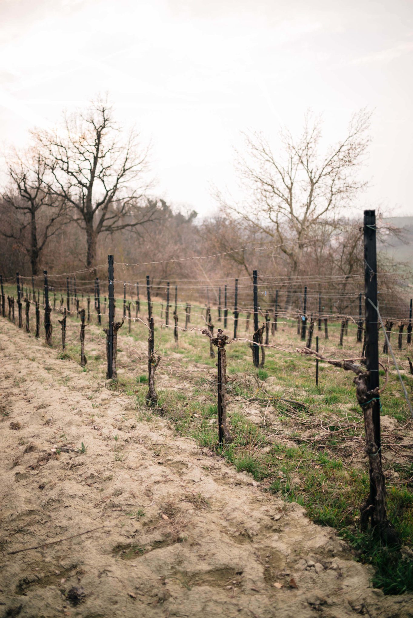 The Taste Edit, culinary photographers, recommends visiting this magical winery in northern Italy. Castello di Stefanago is near the town of Pavia in Lombardy. Winemaker and owner Giacomo Baruffaldi gives us a tour of the winery where they make Baruffaldi natural wines. Close up look at the vines.
