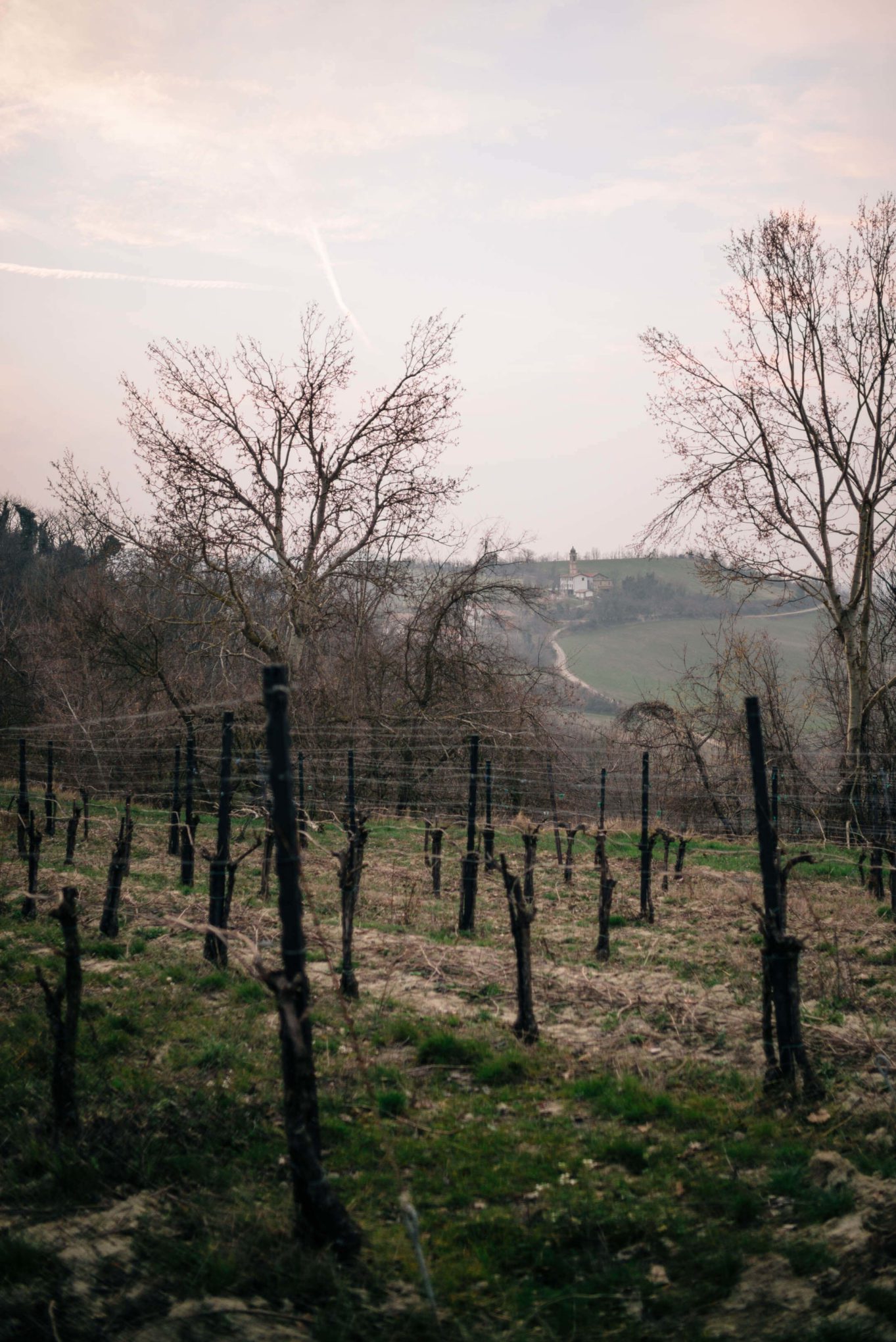 The Taste Edit, culinary photographers, recommends visiting this magical winery in northern Italy. Castello di Stefanago is near the town of Pavia in Lombardy. Winemaker and owner Giacomo Baruffaldi gives us a tour of the winery where they make Baruffaldi natural wines. Close up look at the vines in the vineyard.