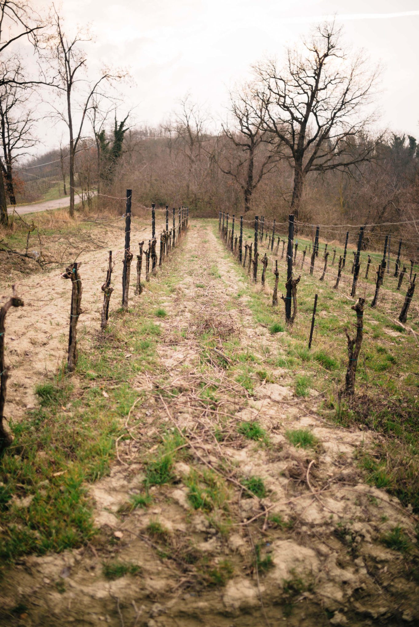 The Taste Edit, culinary photographers, recommends visiting this magical winery in northern Italy. Castello di Stefanago is near the town of Pavia in Lombardy. Winemaker and owner Giacomo Baruffaldi gives us a tour of the winery where they make Baruffaldi natural wines. A look at the vines in the vineyard.