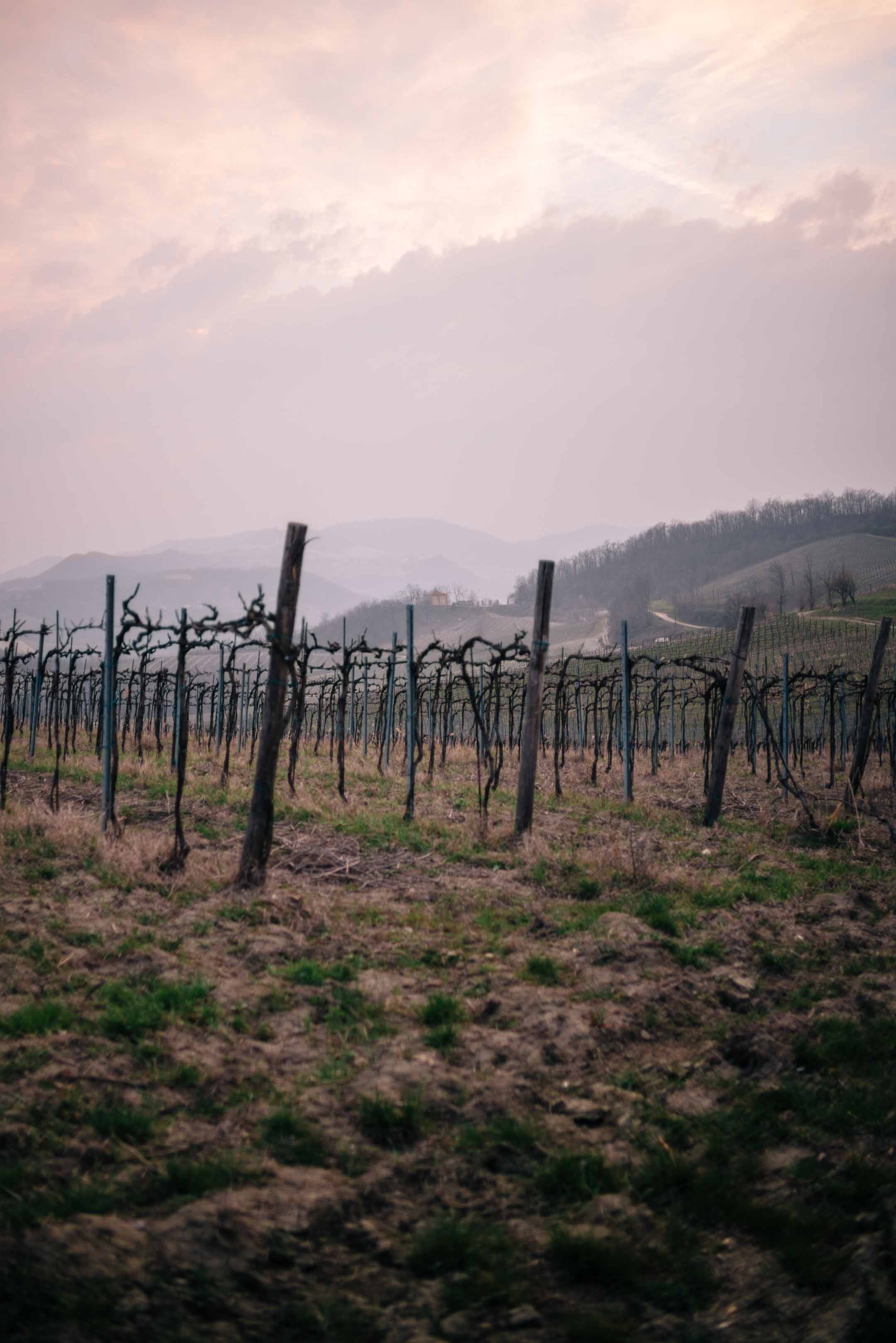 The Taste Edit, culinary photographers, recommends visiting this magical winery in northern Italy. Castello di Stefanago is near the town of Pavia in Lombardy. Winemaker and owner Giacomo Baruffaldi gives us a tour of the winery where they make Baruffaldi natural wines. A look at the vines in the vineyard in Lombardy.