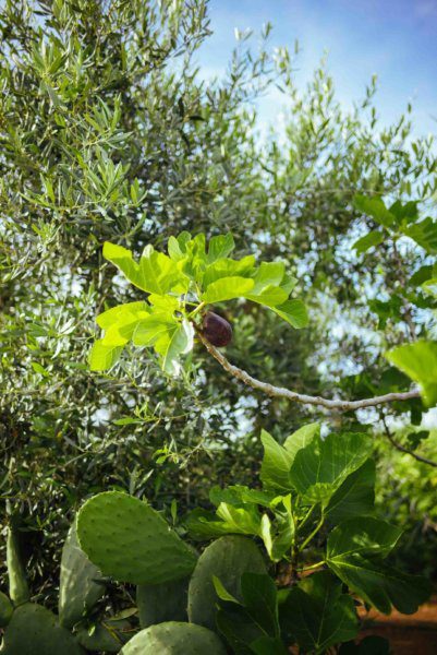 Figs in Puglia