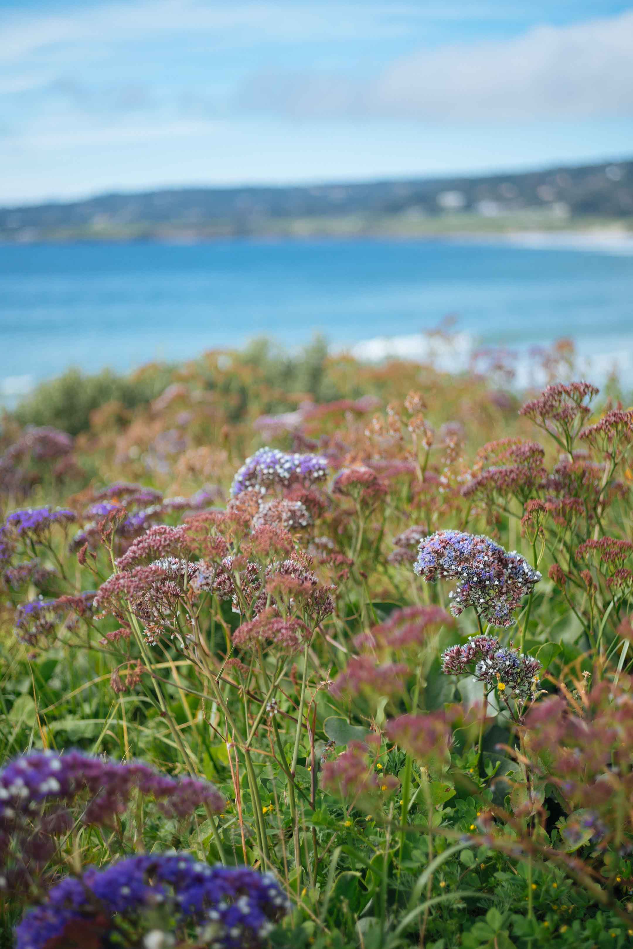 Weekend Guide to Carmel from The Taste Edit flowers by the ocean