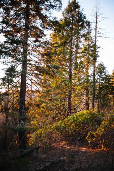 Watch the sunset through the trees in Yosemite National Park in Tuolumne County California