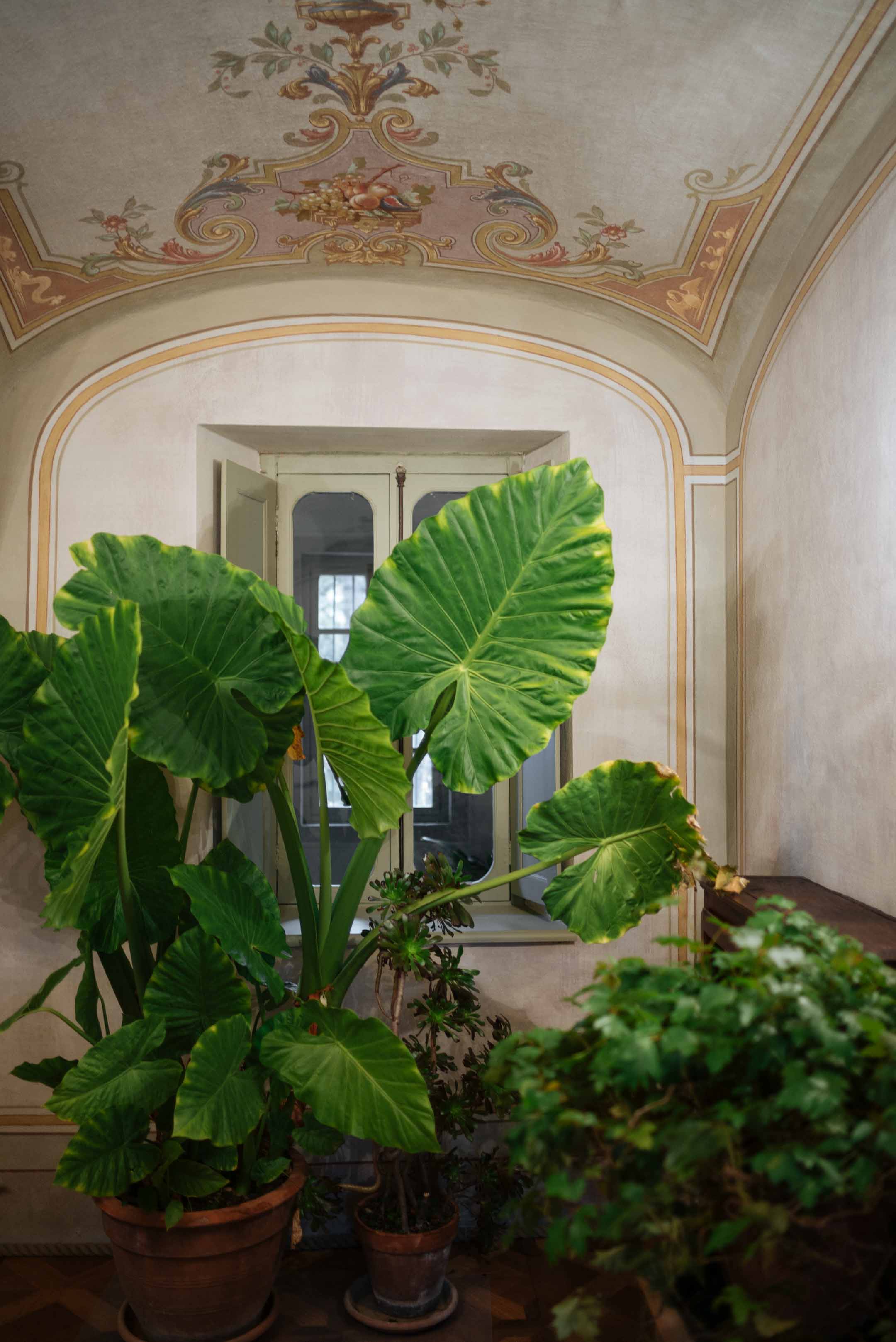 Taste wines with GB Burlotto winery, a small production winery in the region of Barolo making fabulous traditional wines from Piedmont, the winery is full of beautiful green plants