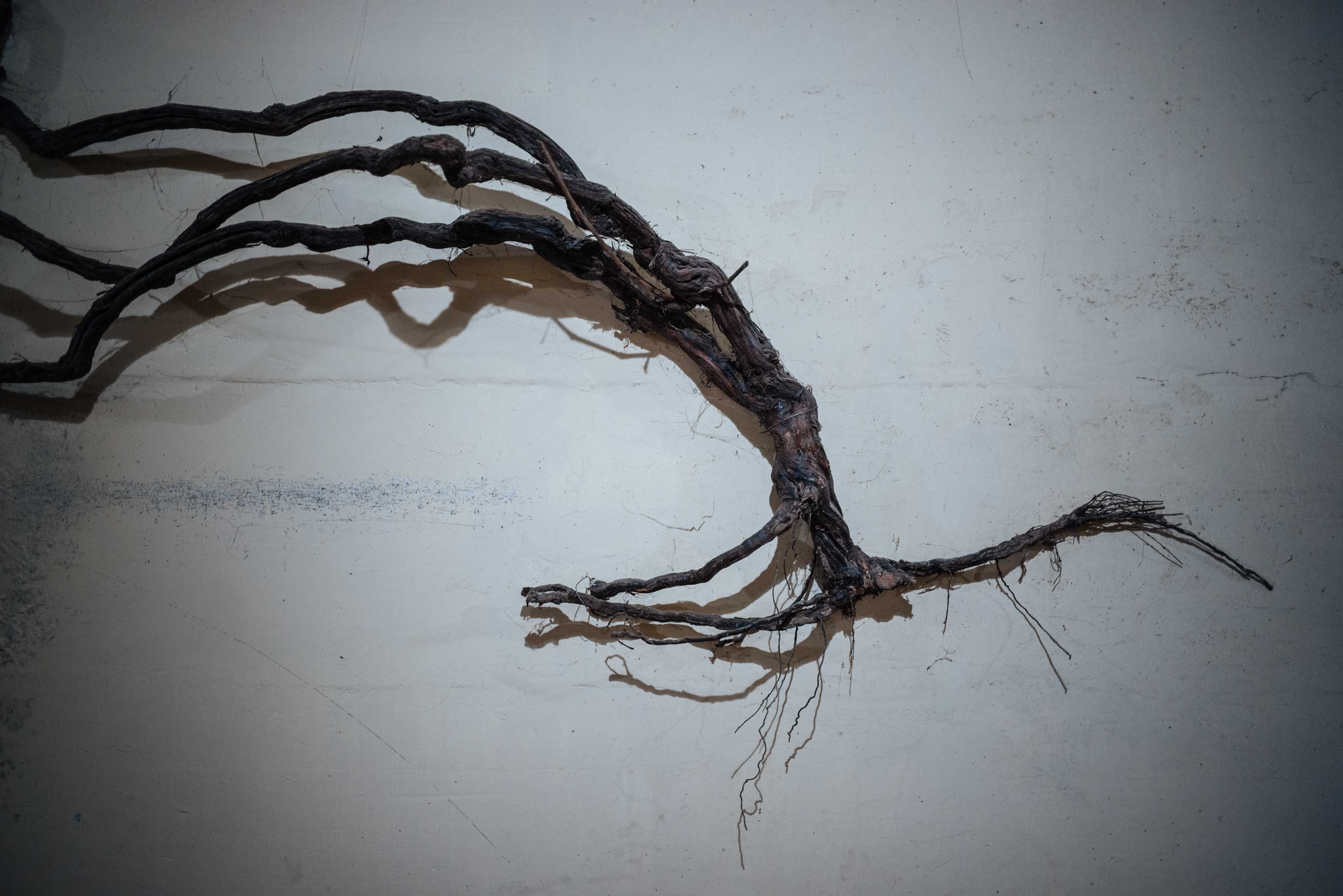 Visit Brezza winery, located just at the edge of town of Barolo - old grape vine