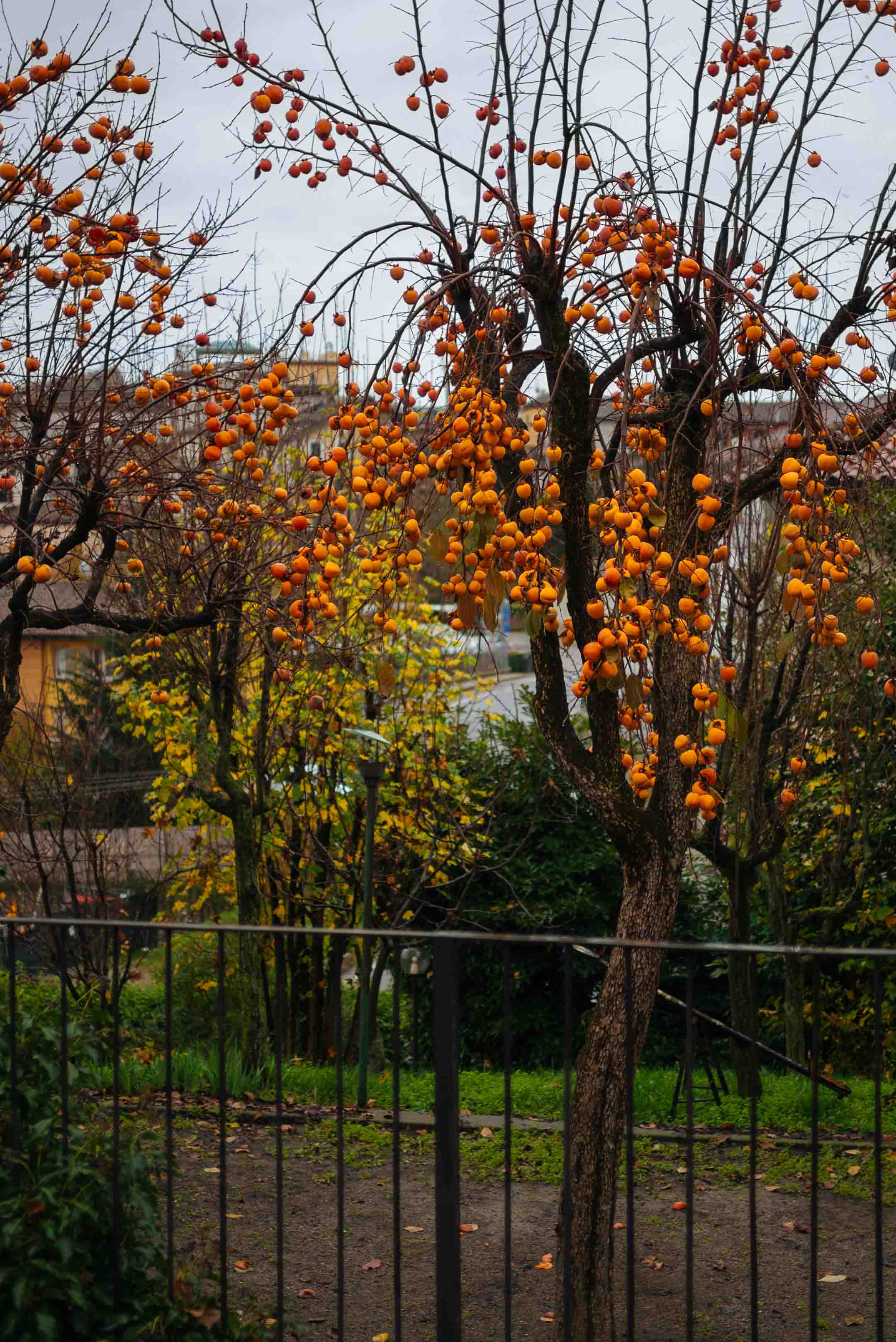 Visit Brezza winery, located just at the edge of town of Barolo - persimmon trees in the fall