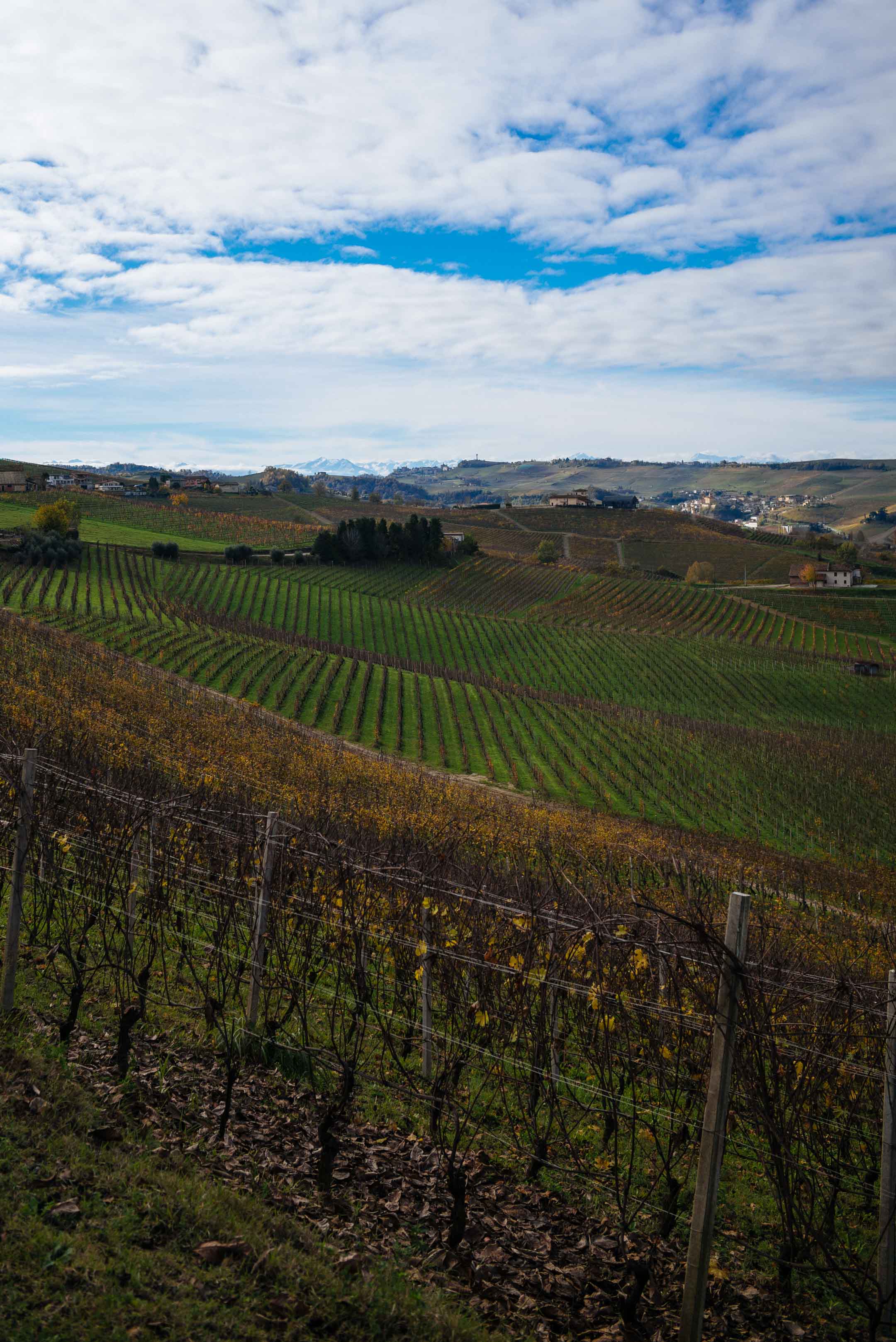 Cavallotto winery outside of Castiglione Falletto - view of the vineyards in the Barolo region in Piedmont