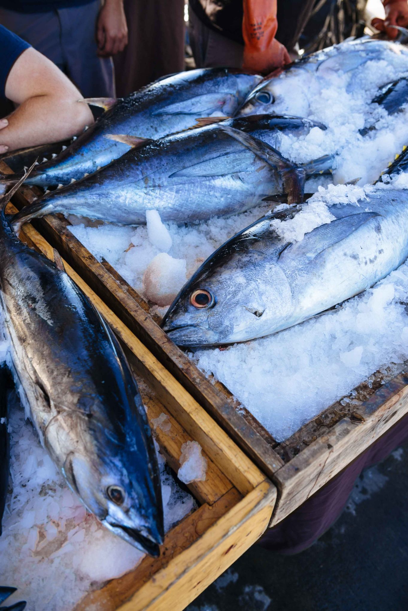 Visit the Tuna Harbor Dockside market for the freshest fish