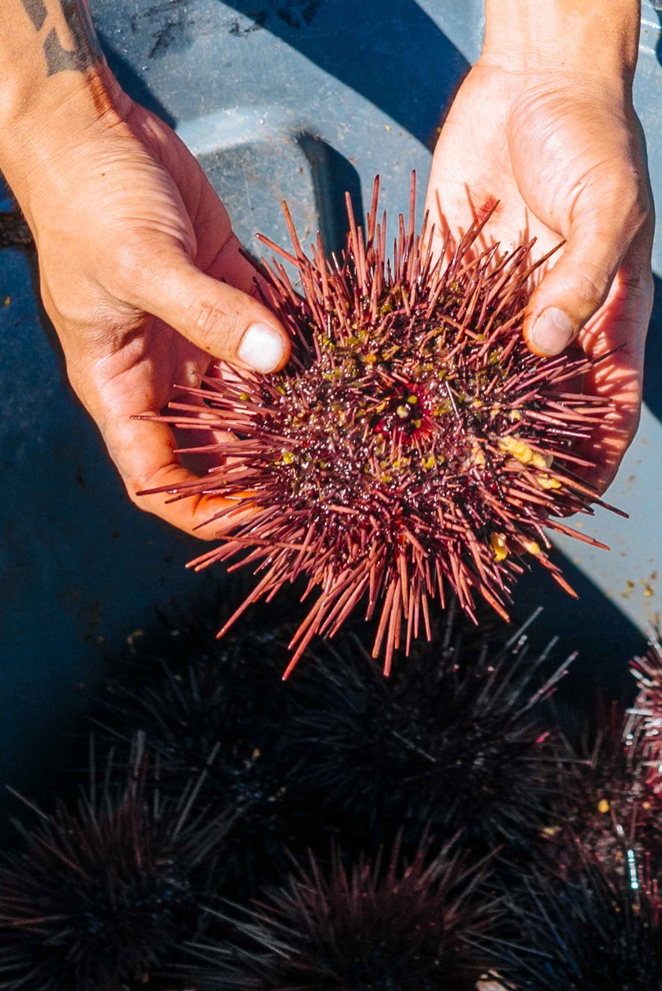 Sea Urchins at Tuna Harbor Dockside Market in San Diego