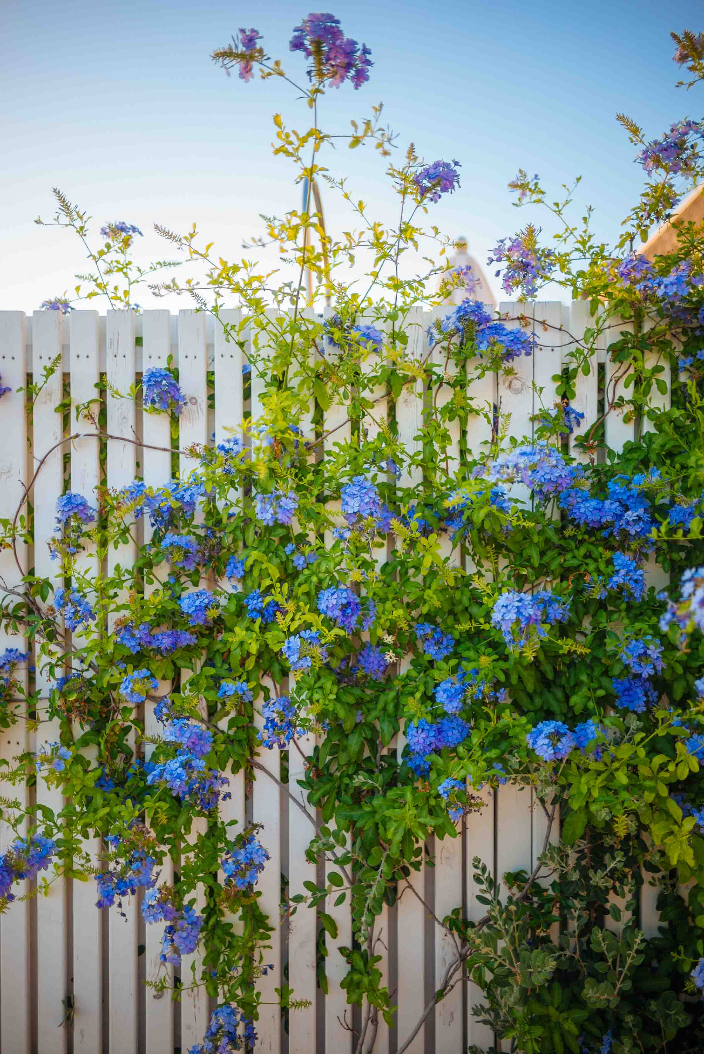 The patio divider is filled with climbing flowers at this hotel in Italy | thetasteedit.com #italy #travel #hotel #spa