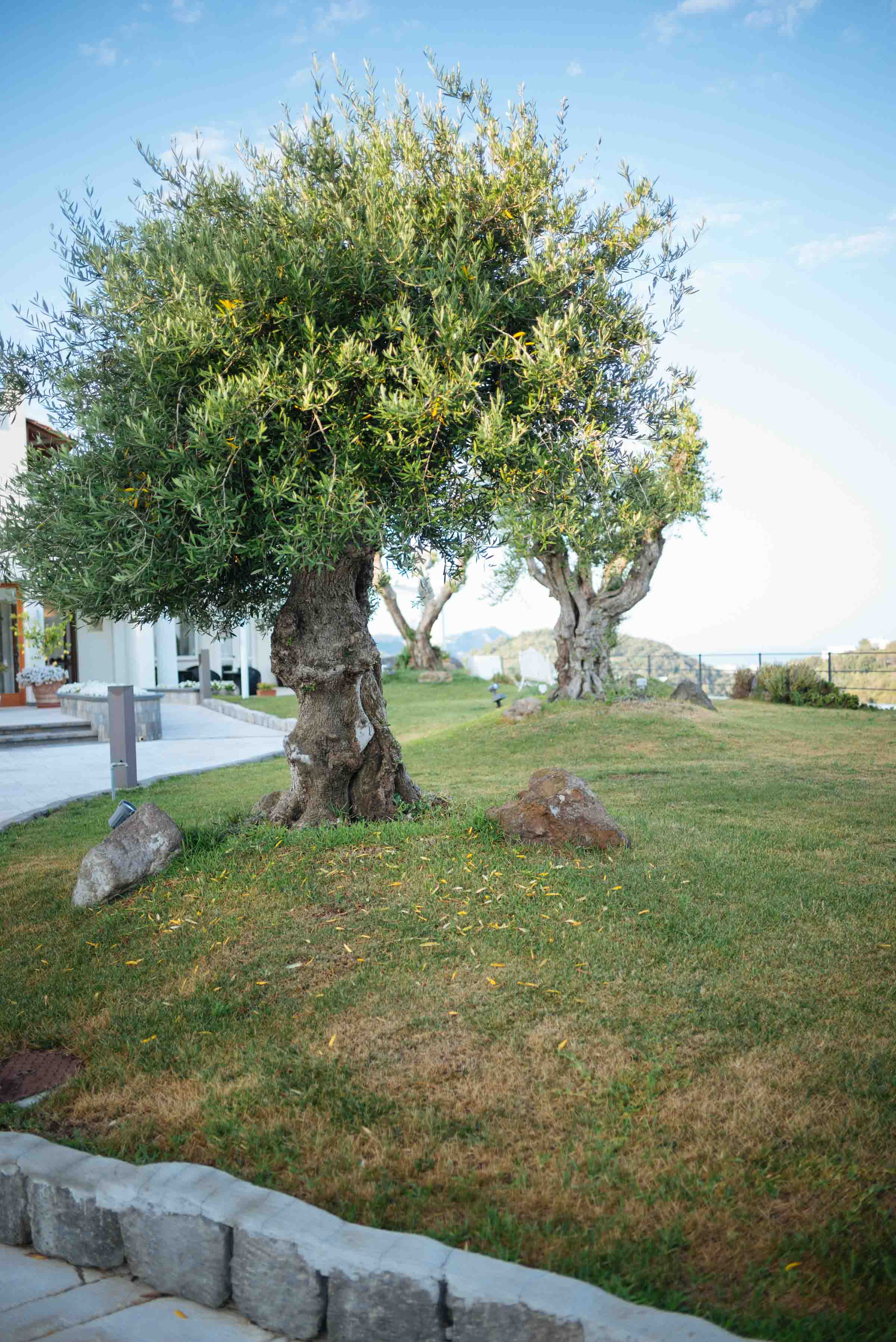 Olive trees surround the entrance of San Montano Resort & Spa | thetasteedit.com #italy #travel #hotel