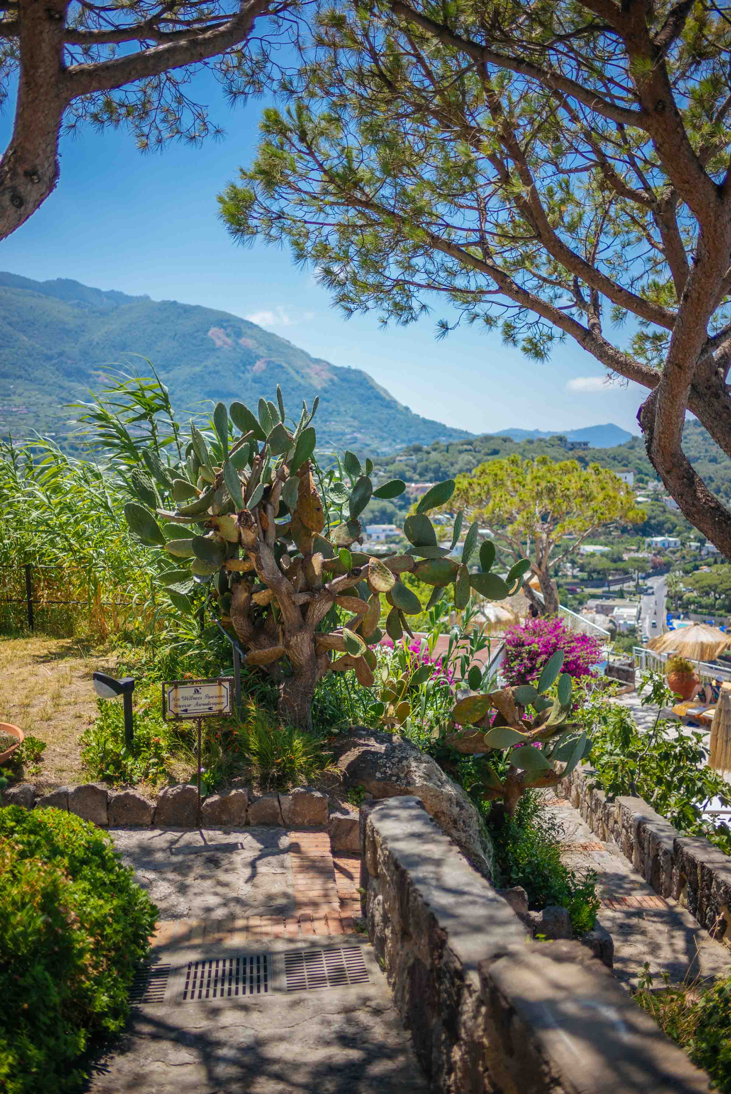 Ischia's San Montano Resort & Spa has beautiful vegetation including bougainvilleas and cactus | thetasteedit.com #italy #travel #hotel #spa