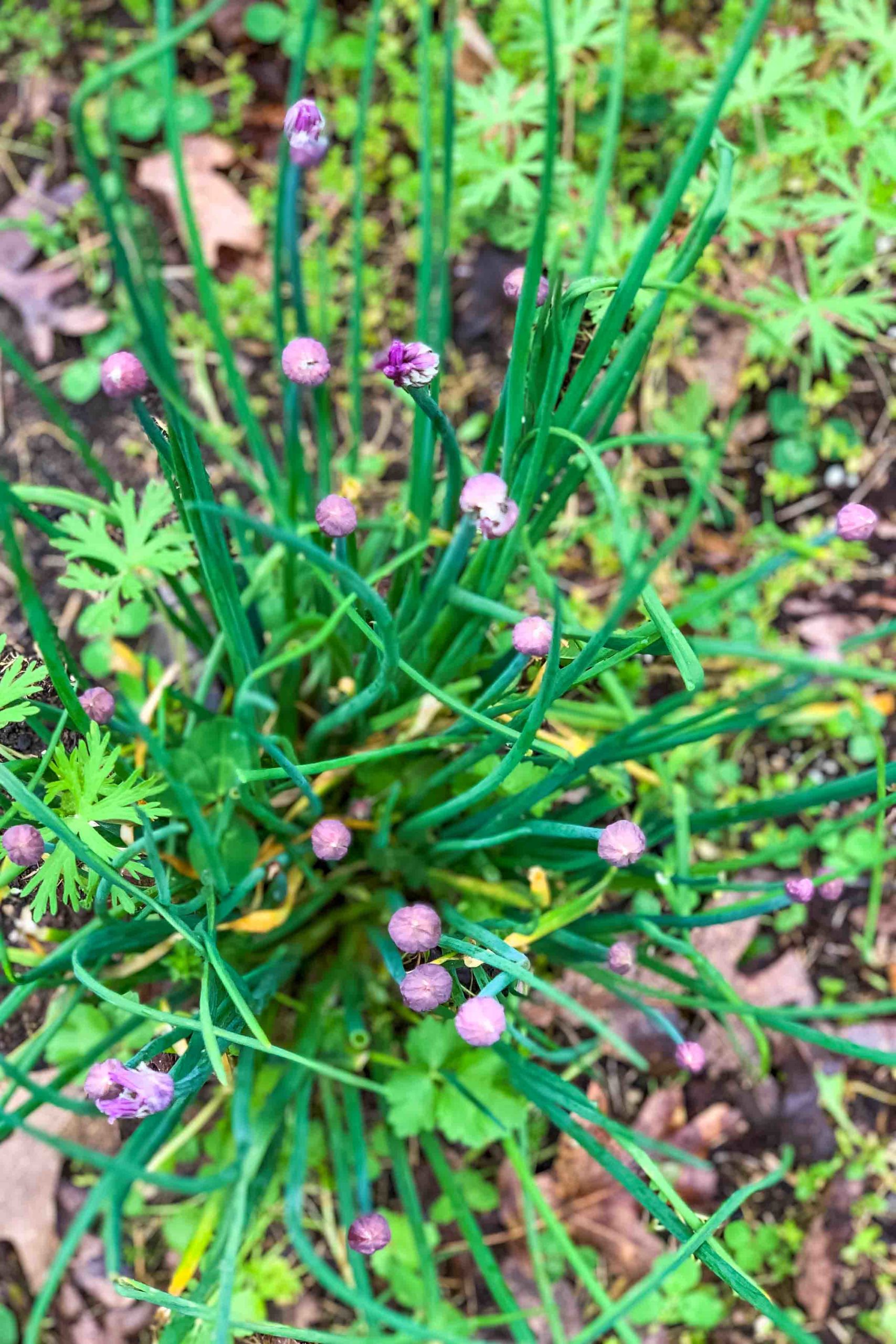 Picking fresh chives and chive blossoms in the garden | thetasteedit.com #garden #chives #herbs