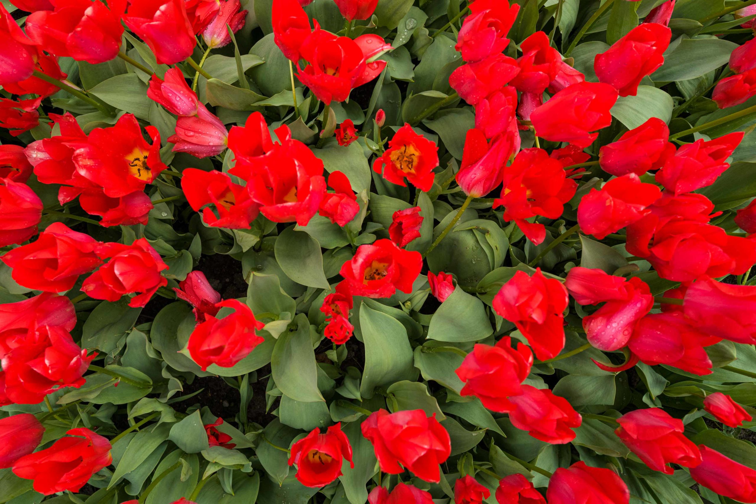 The tulips are planted in The Parc de l'Independance on the shores of Lake Geneva just next to the Chateau de Morges Tulip Festival in Switzerland #spring #flowers #tulips