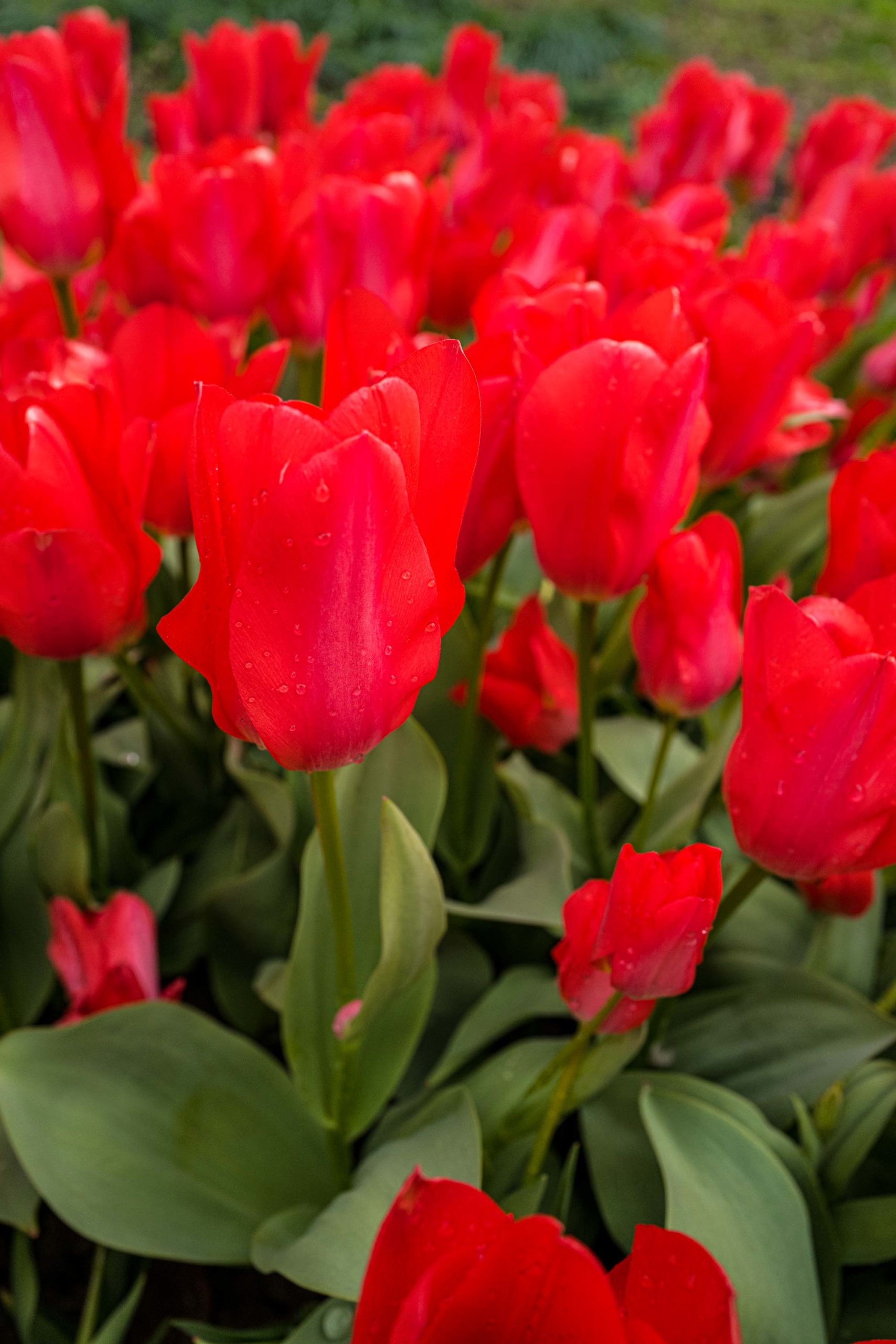 On a warm spring day, it’s a fantastic place to spend wandering through the tulips at the Morges Tulip Festival in Switzerland #spring #flowers #tulips #switzerland