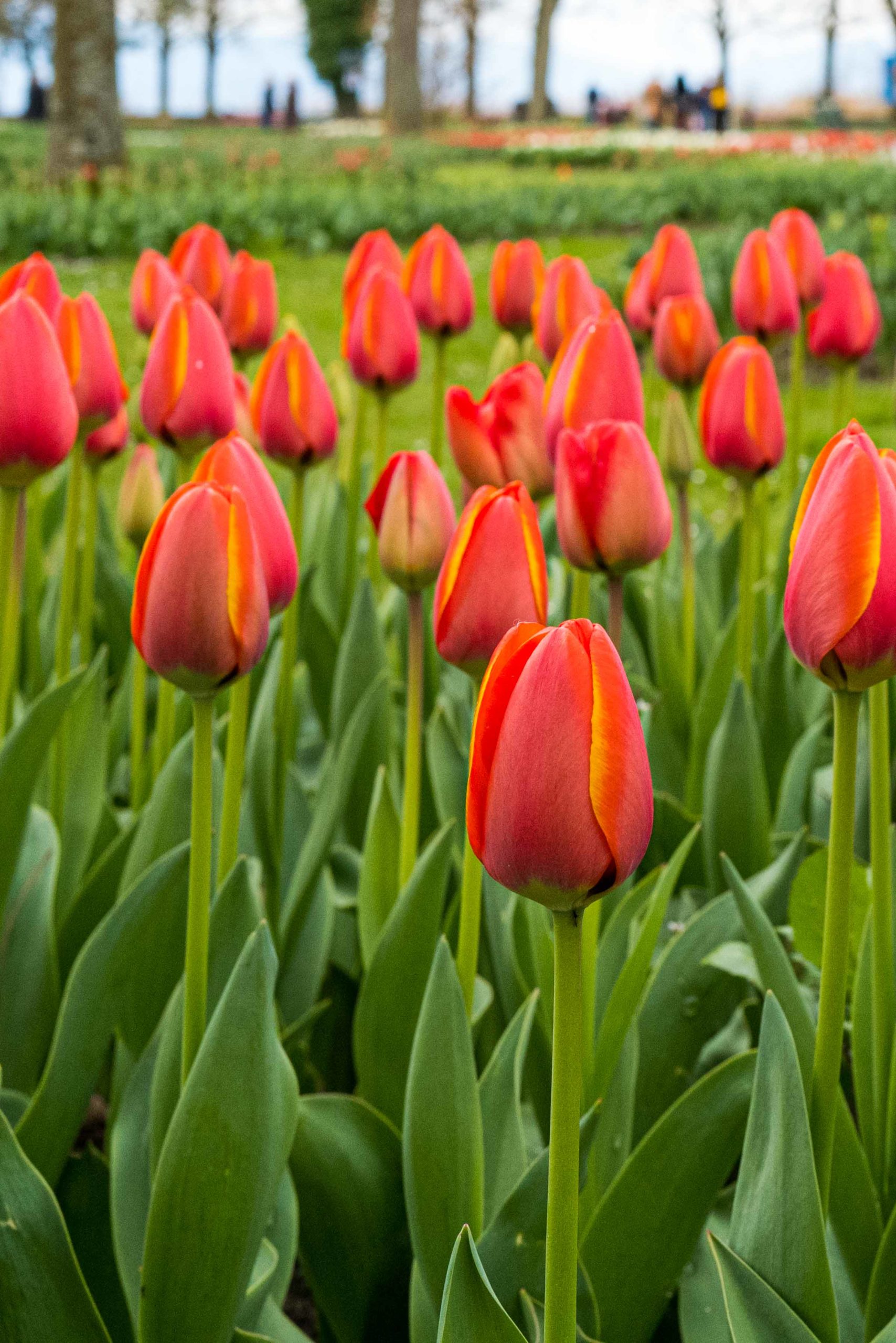 Morges Tulip Festival in Switzerland #spring #flowers #tulips #swiss