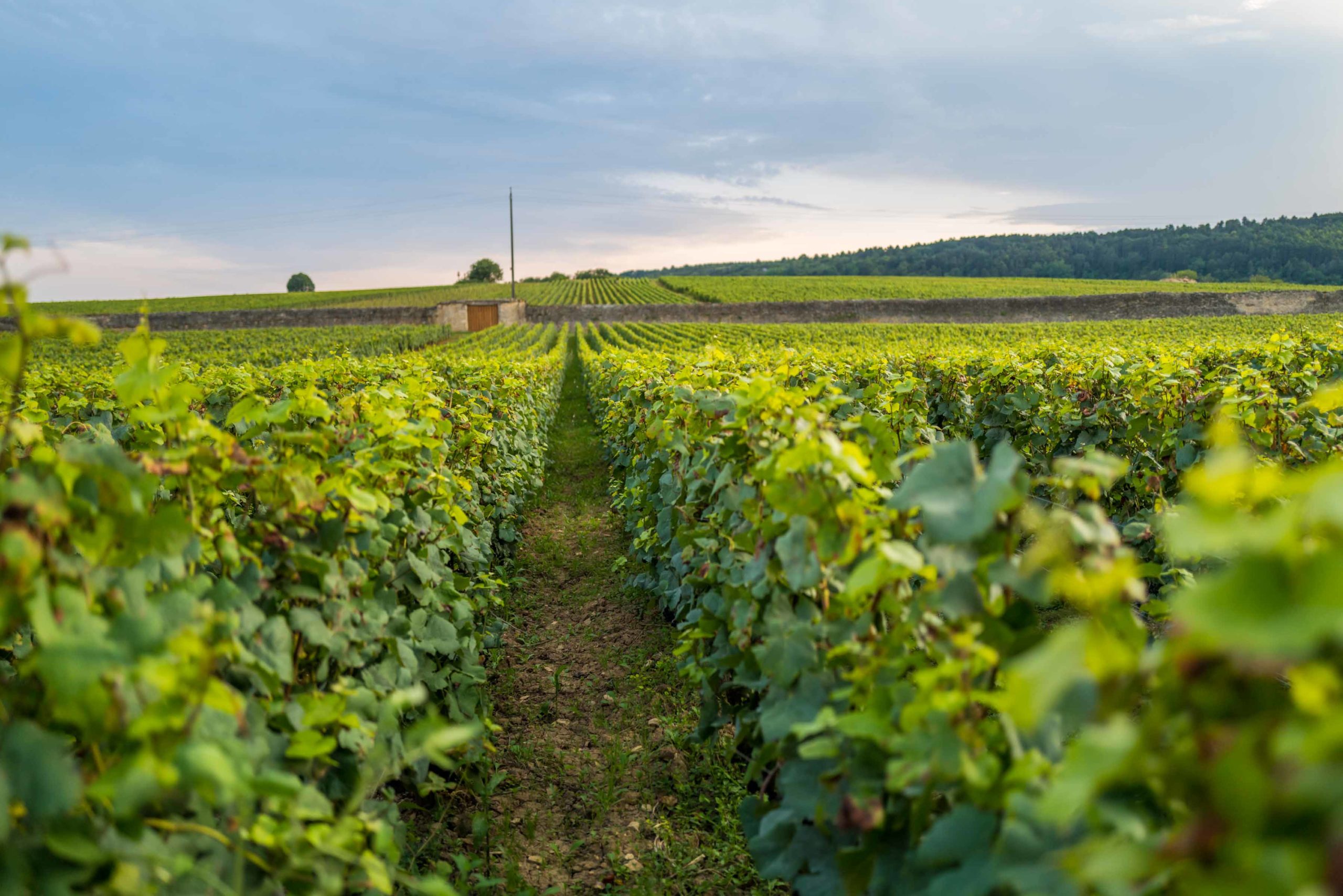 Have dinner overlooking the vineyrads at Cave des Peress Burgundy, France