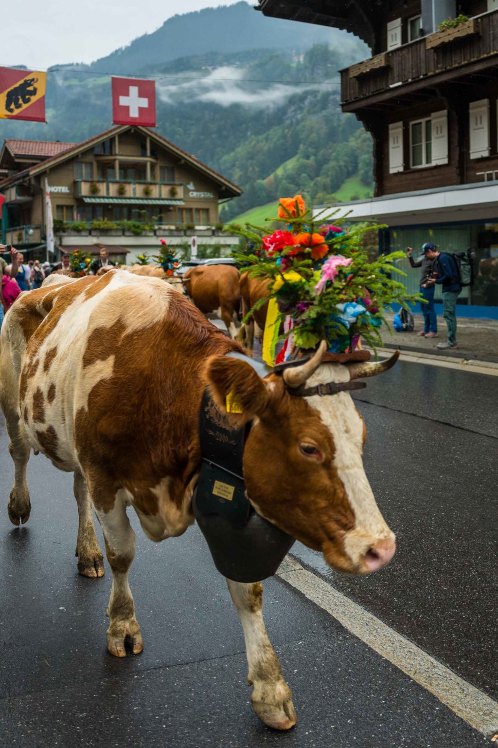 Alpine Festival Désalpe Where To See The Swiss Cow Parades The