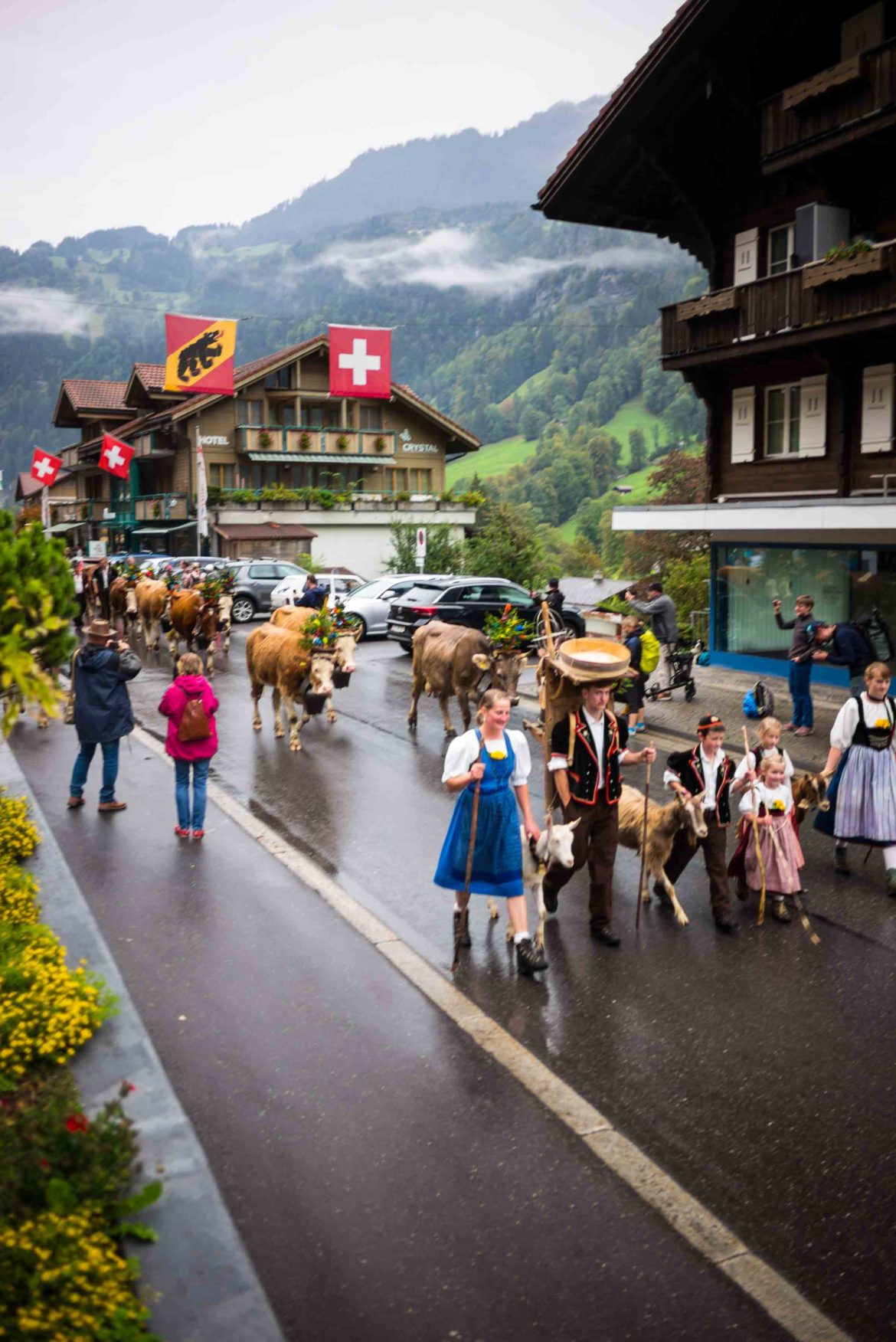 Alpine Festival Désalpe Where To See The Swiss Cow Parades The