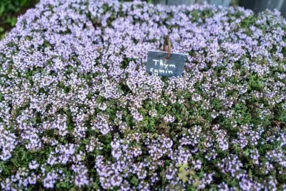 Chef Laurent Petit’s Clos de Sens hotel and three Michelin star restaurant is minutes from Geneva, in Annecy, the "Venice of France"