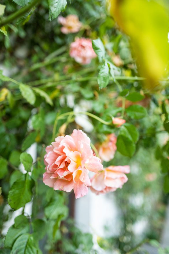 Chef Laurent Petit’s Clos de Sens hotel and three Michelin star restaurant is minutes from Geneva, in Annecy, the "Venice of France"