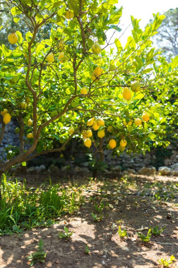 Hotel Caesar Augustus, Capri Stay at Hotel Caesar Augustus, one of the best luxury hotels in Capri