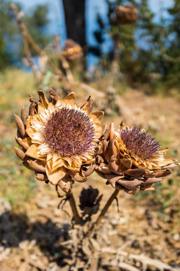 Hotel Caesar Augustus, Capri Stay at Hotel Caesar Augustus, one of the best luxury hotels in Capri