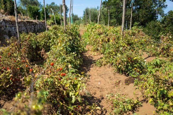Hotel Caesar Augustus, Capri Stay at Hotel Caesar Augustus, one of the best luxury hotels in Capri