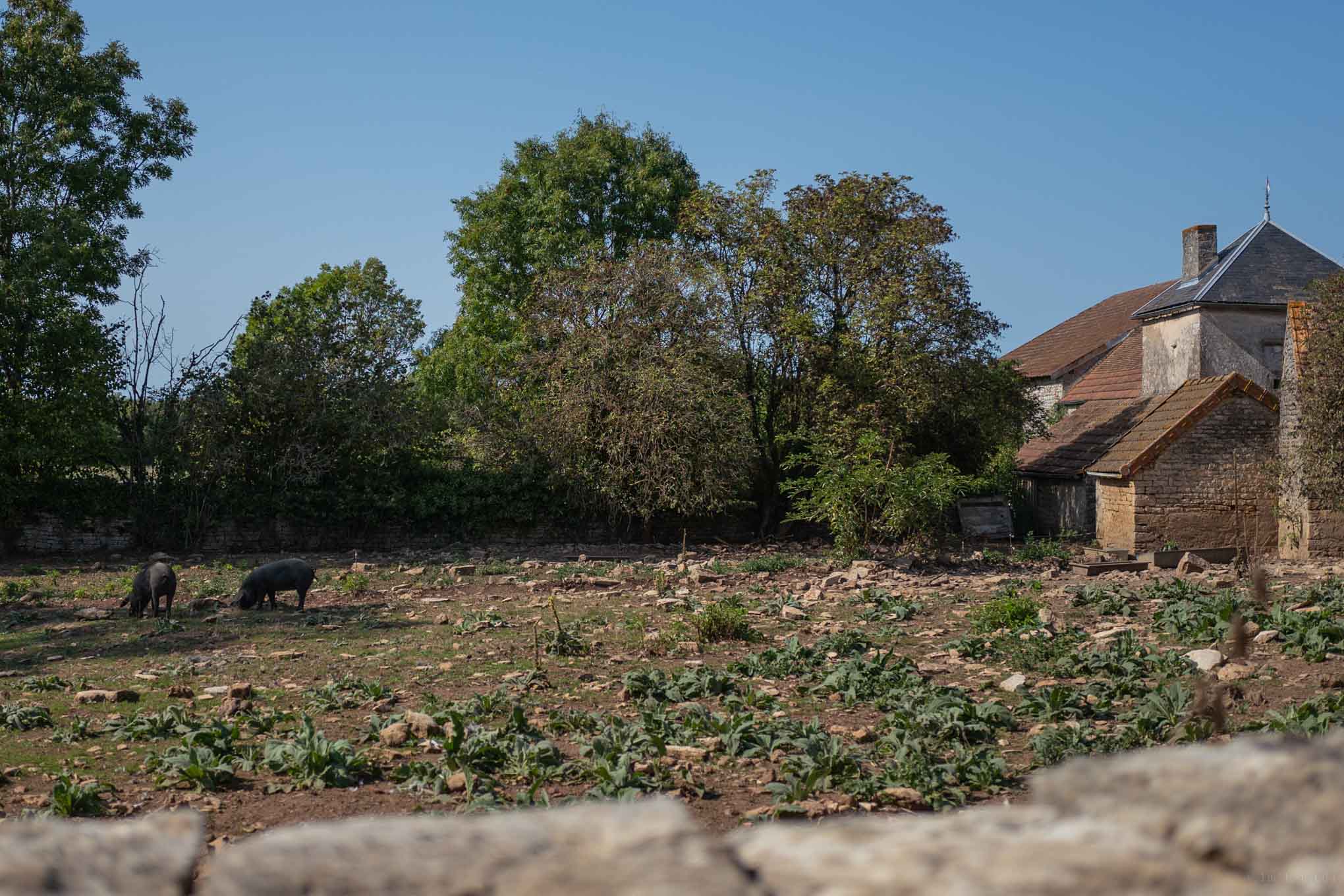 Ferme de la Ruchotte Burgundy Restaurant farm pigs