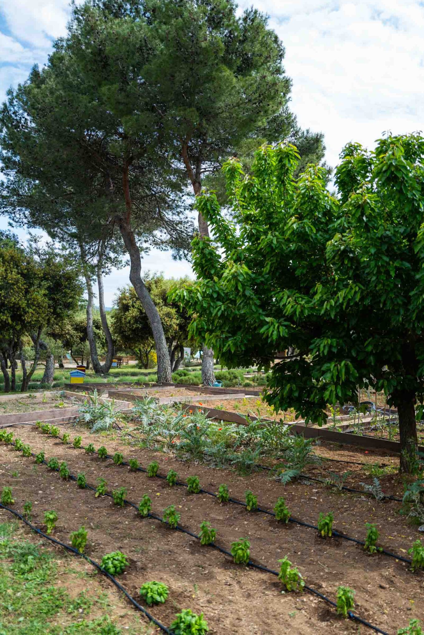 The vegetable culinary garden at Le Phebus in Provence